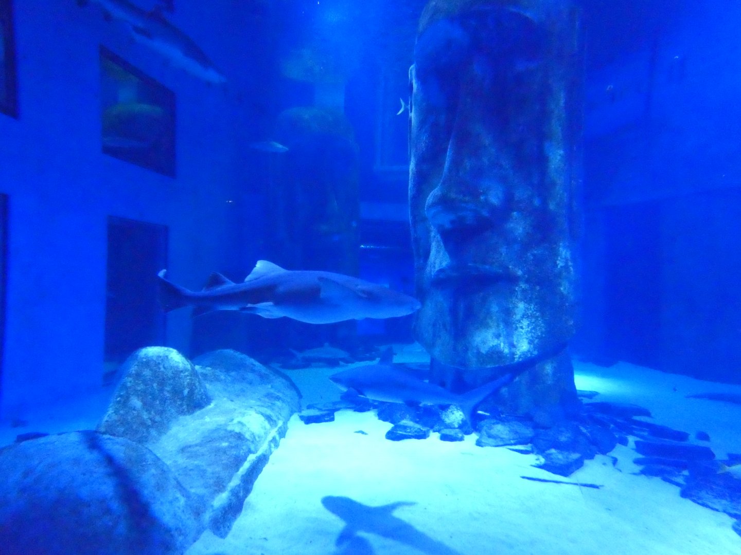 Pacific Shipwreck tank