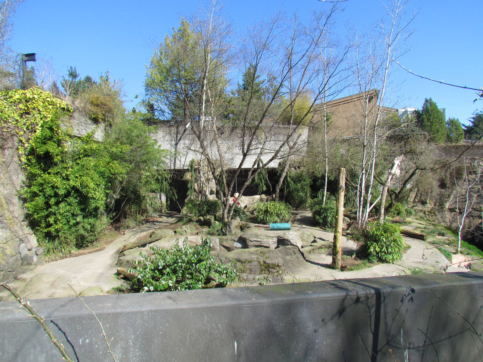 Pacific Shores - Amur Cats