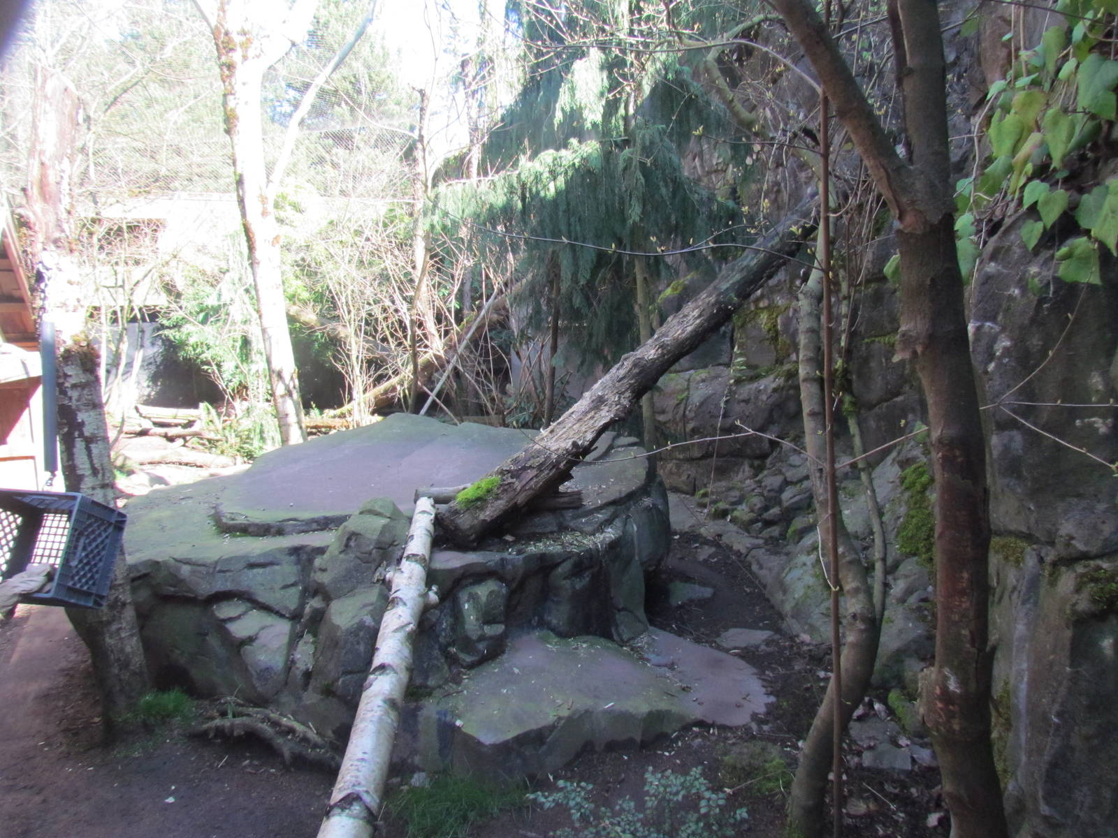 Pacific Shores - Amur Cats