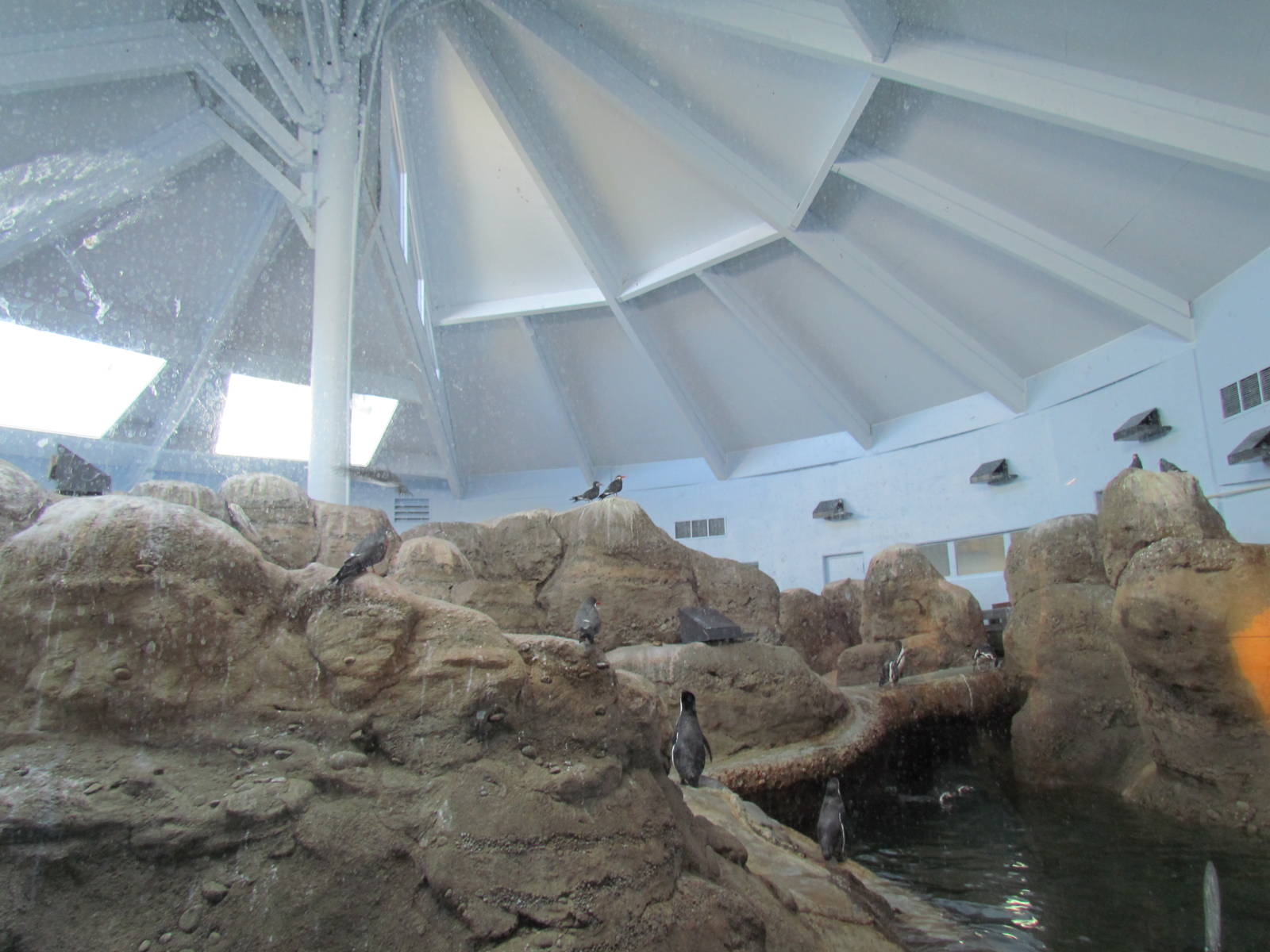 Pacific Shores - Penguinarium