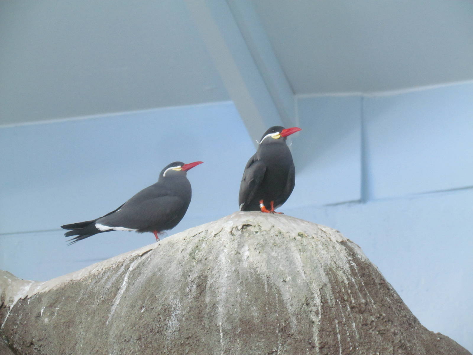 Pacific Shores - Penguinarium