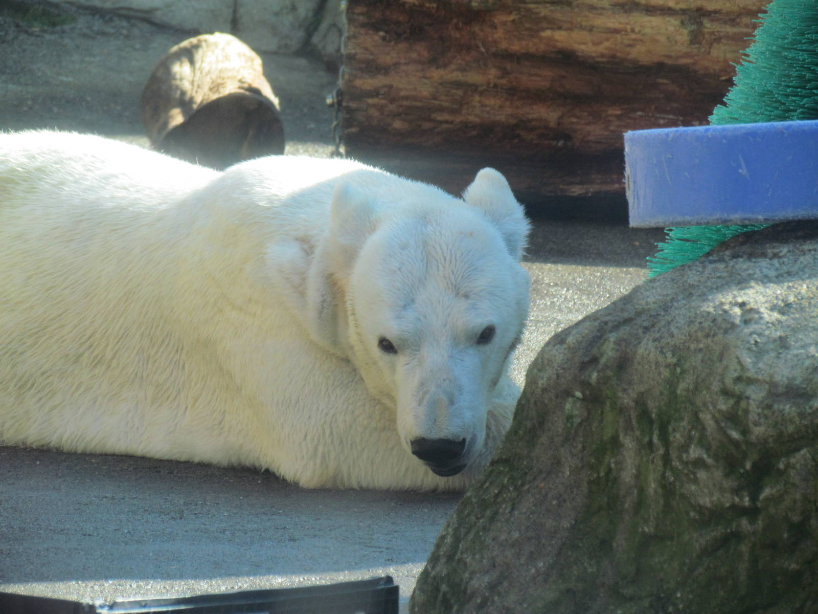 Pacific Shores - Polar Bears