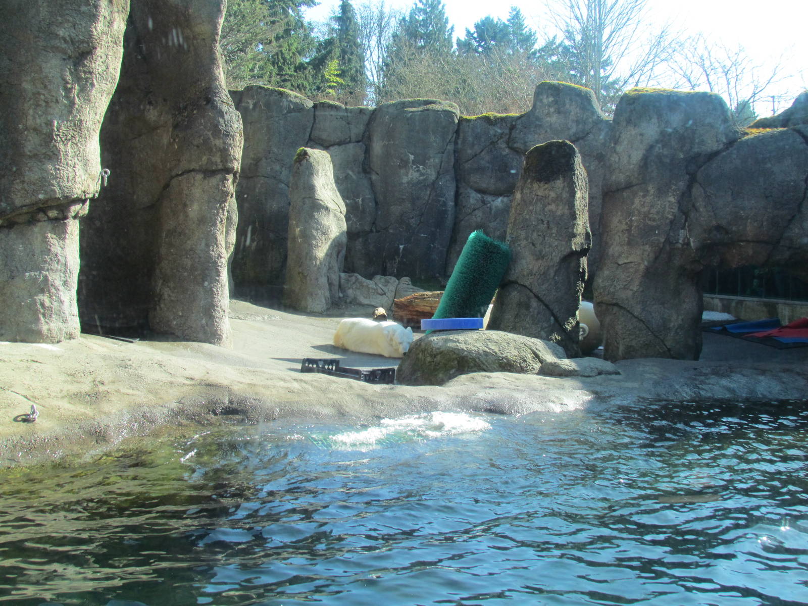 Pacific Shores - Polar Bears