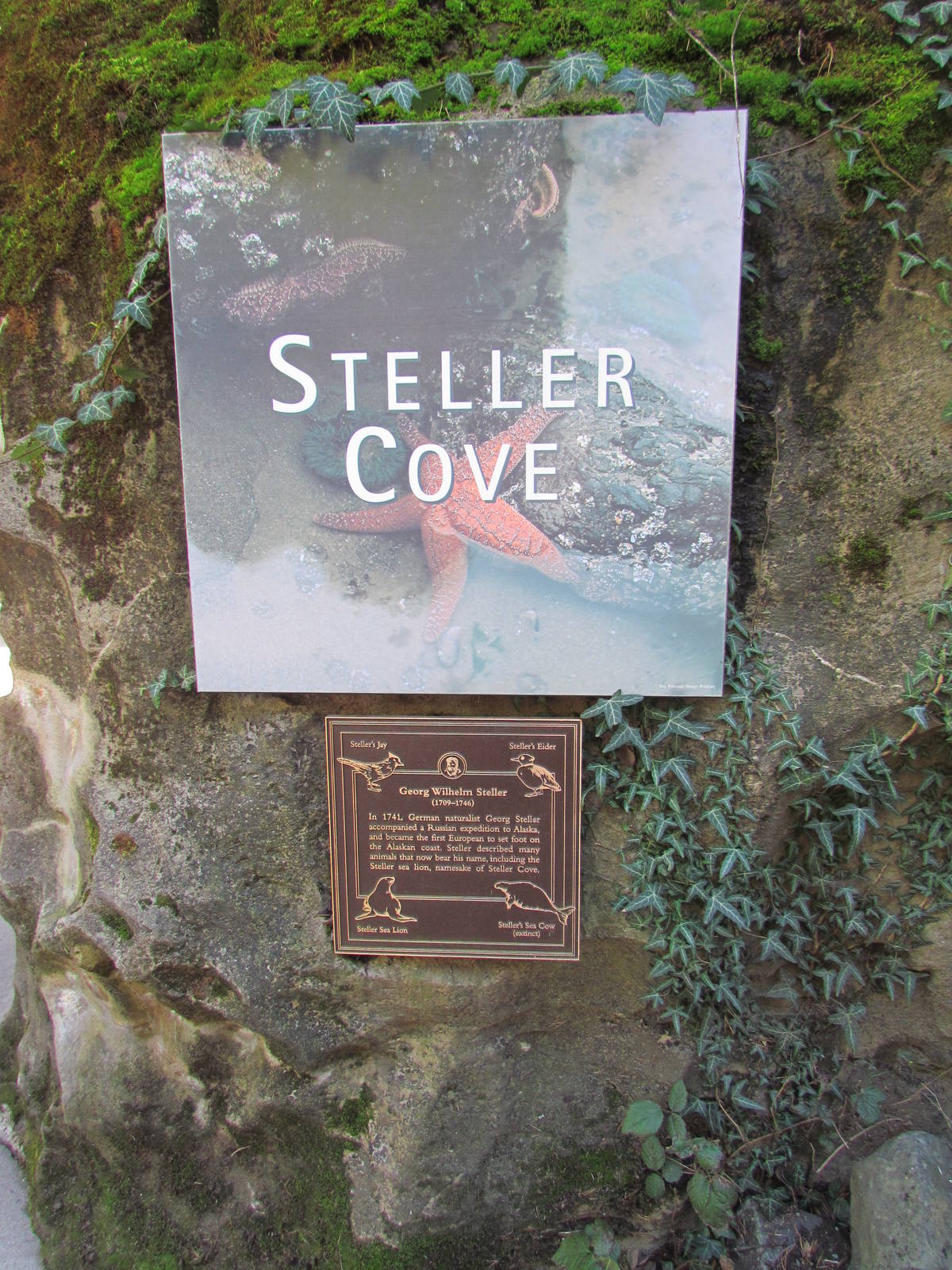 Pacific Shores - Steller Cove