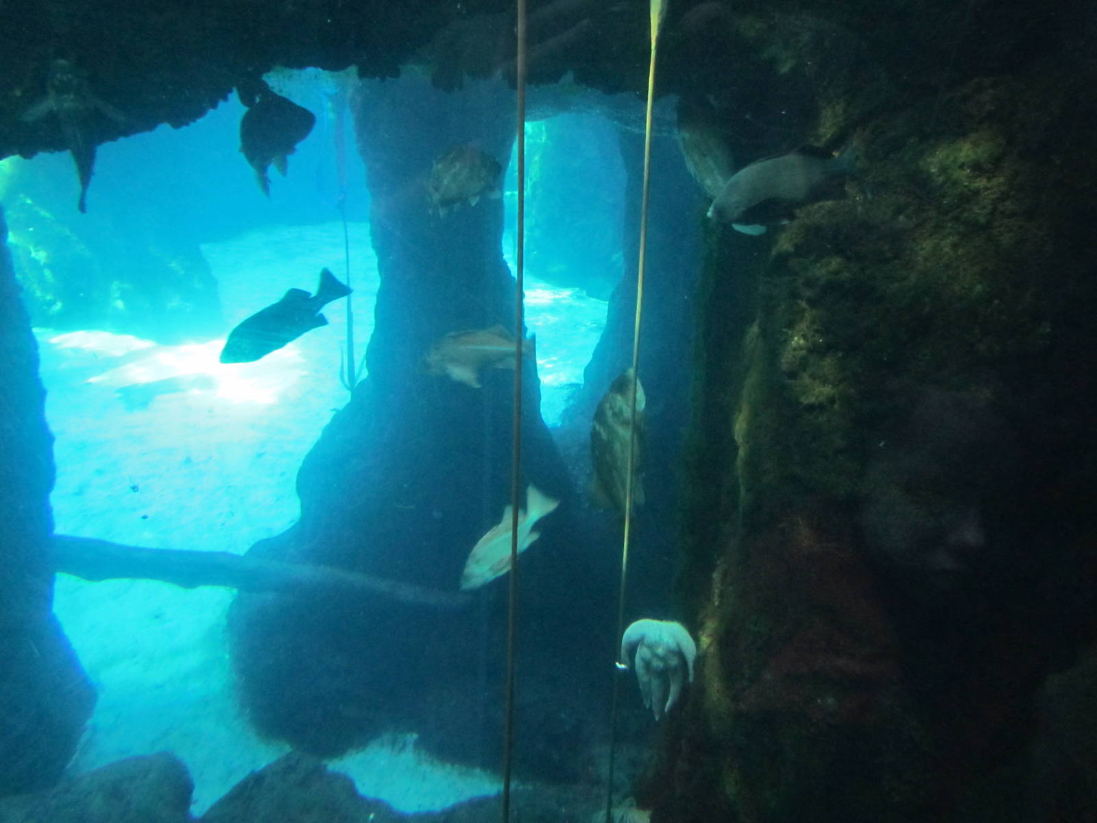 Pacific Shores - Steller Cove