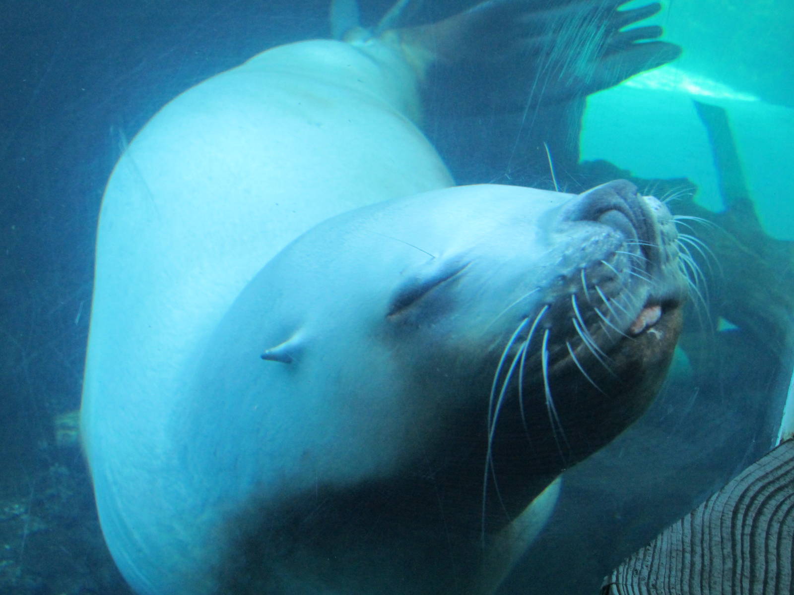 Pacific Shores - Steller Cove