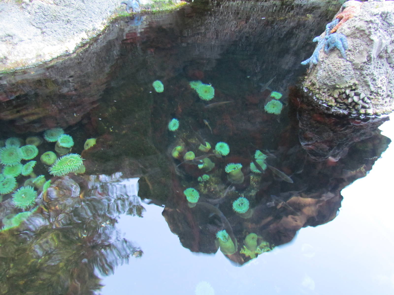 Pacific Shores - Steller Cove