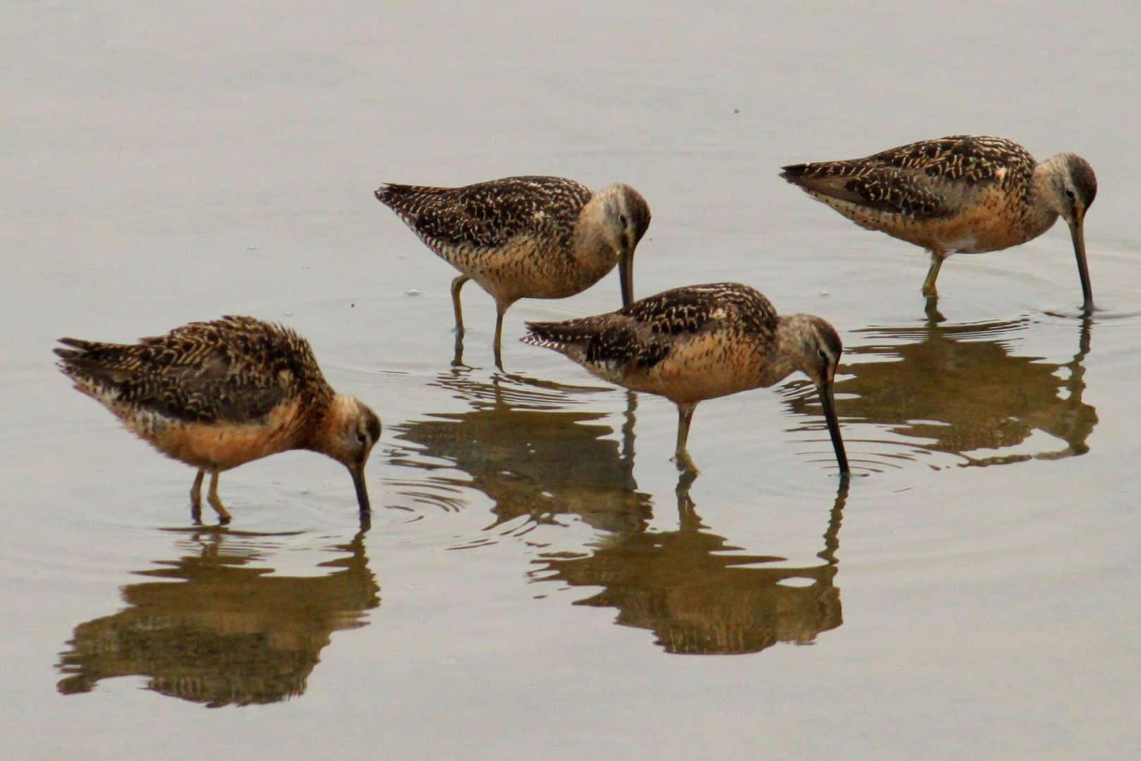 Pacific Short-billed Dowitchers
