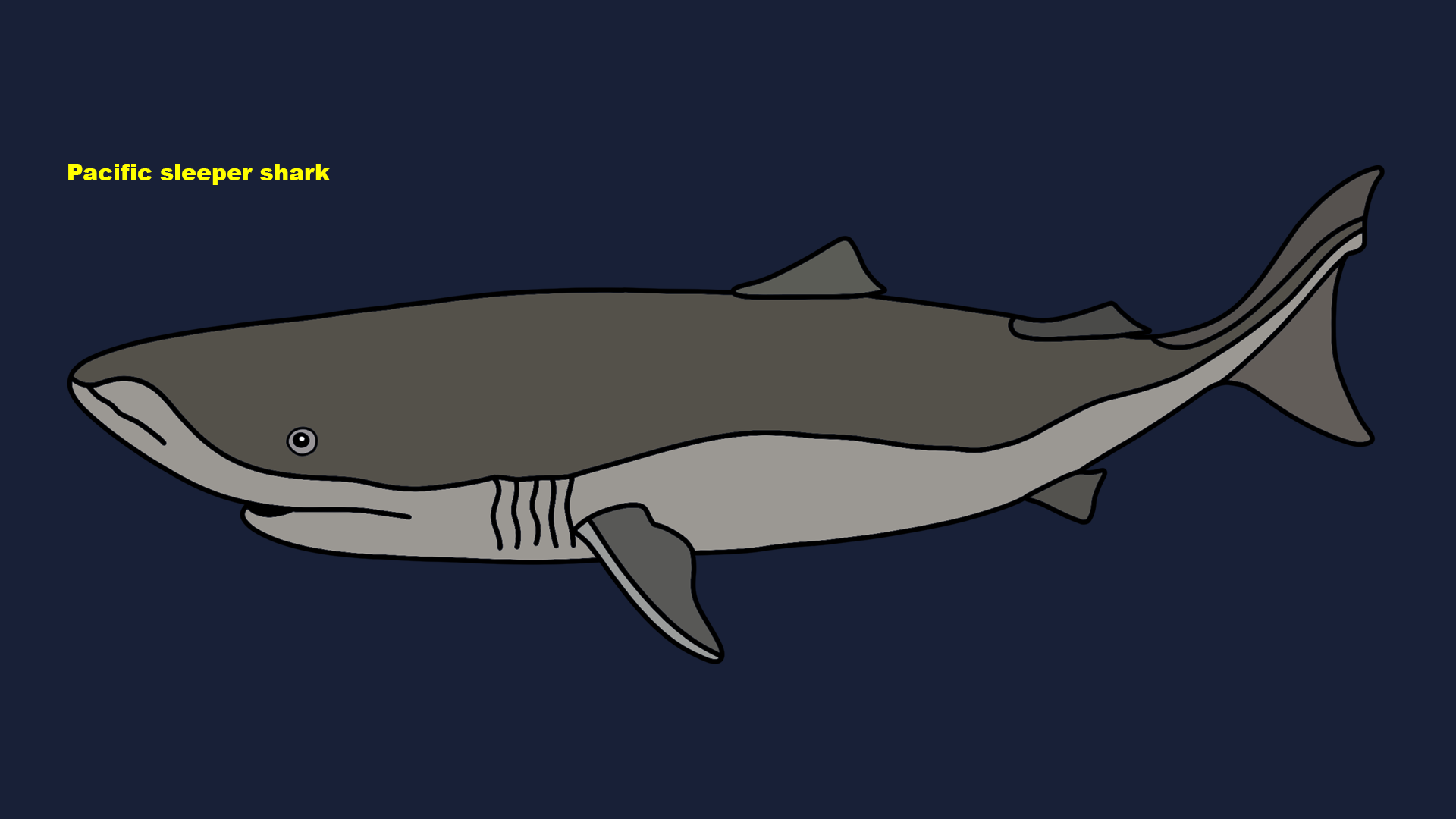 Pacific sleeper shark (Somniosus pacificus)