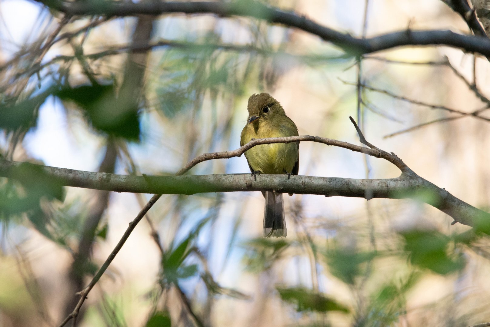 Pacific Slope Flycatcher- Empidonax difficilis