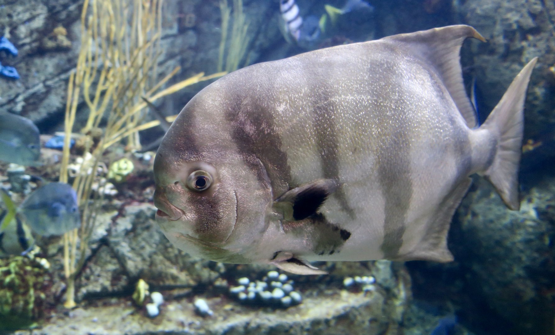 Pacific Spadefish (Chaetodipterus zonatus)