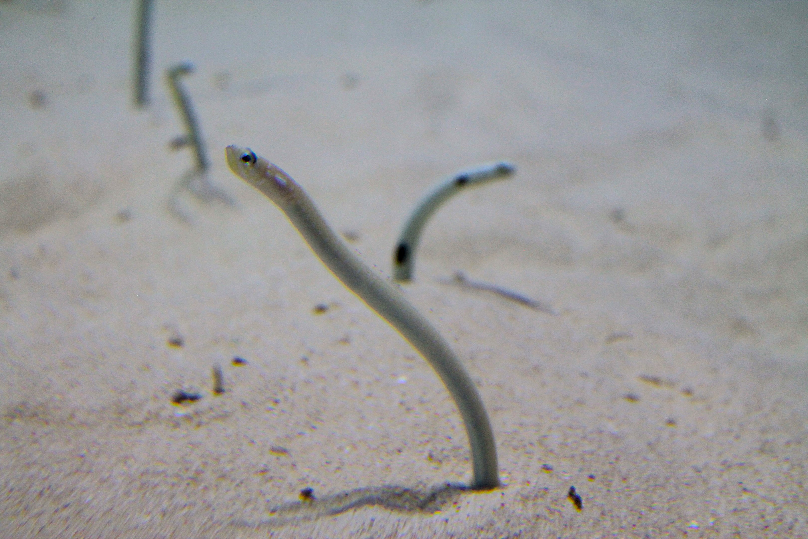 Pacific Spaghetti Eel (Gorgasia japonica)