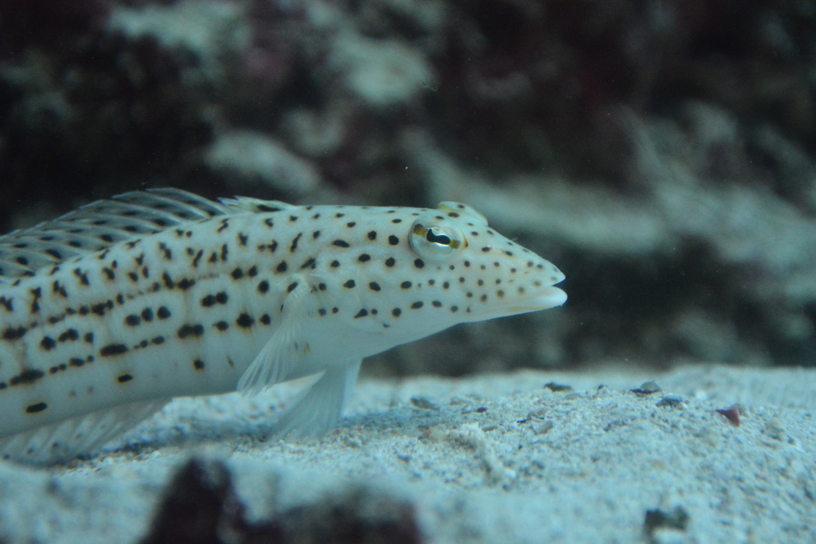 Pacific speckled sandperch (Parapercis pacifica)