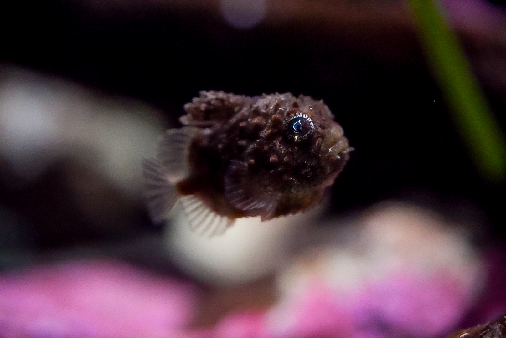 Pacific Sping Lumpsucker (Eumicrotremus orbis)