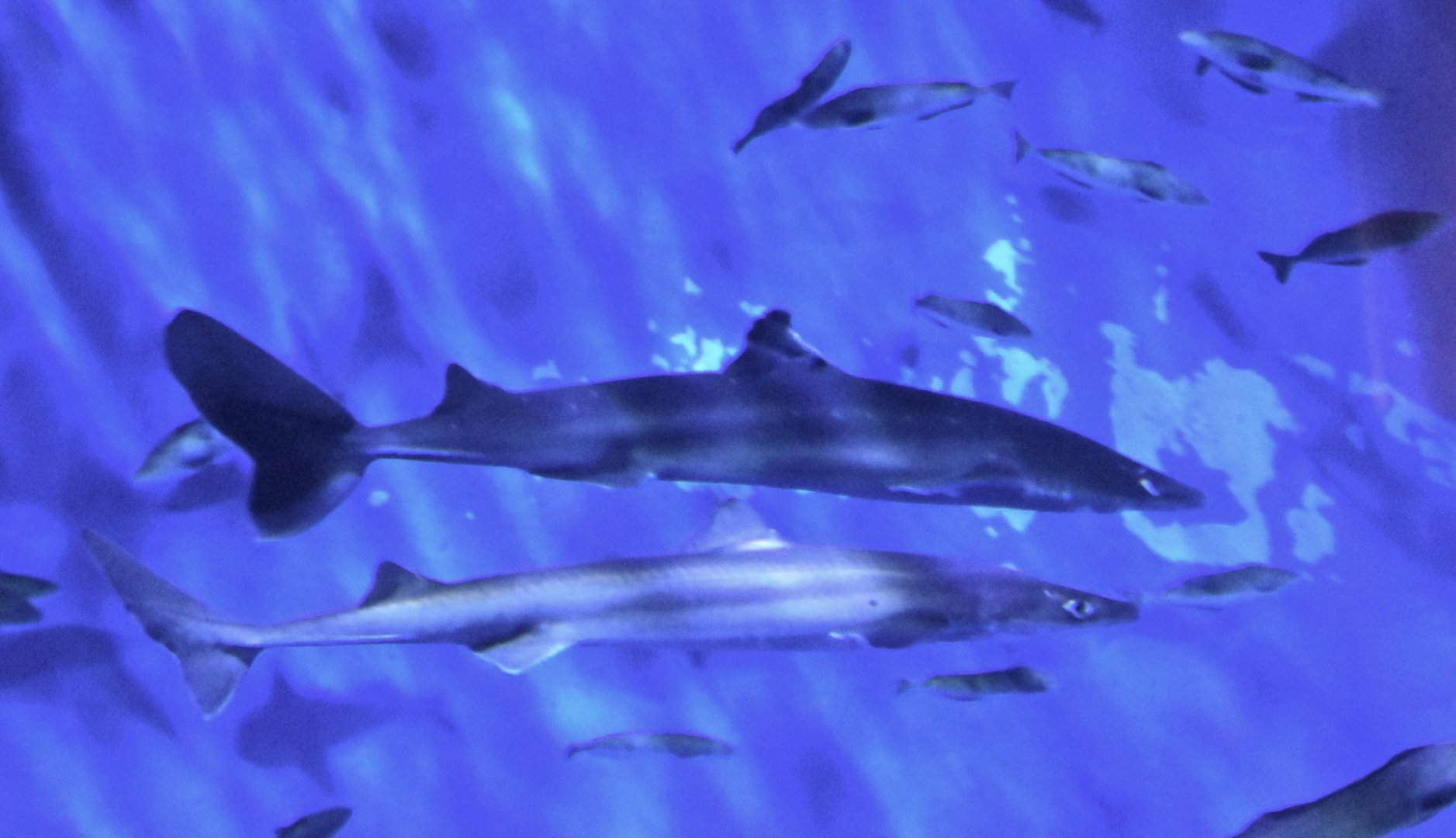 Pacific Spiny Dogfish (Squalus suckleyi) - Noboribetsu Marine Park Nixe