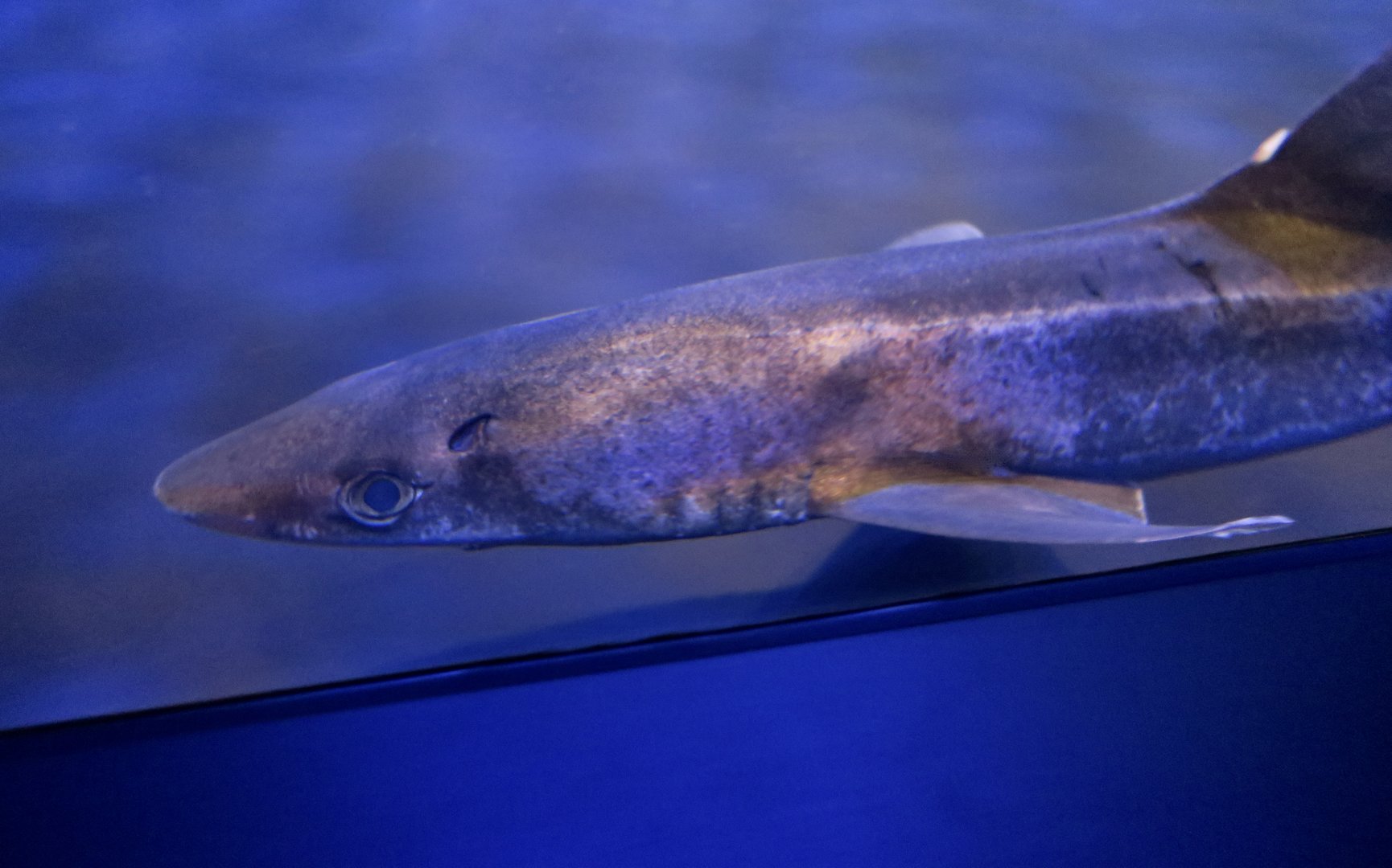 Pacific Spiny Dogfish (Squalus suckleyi)