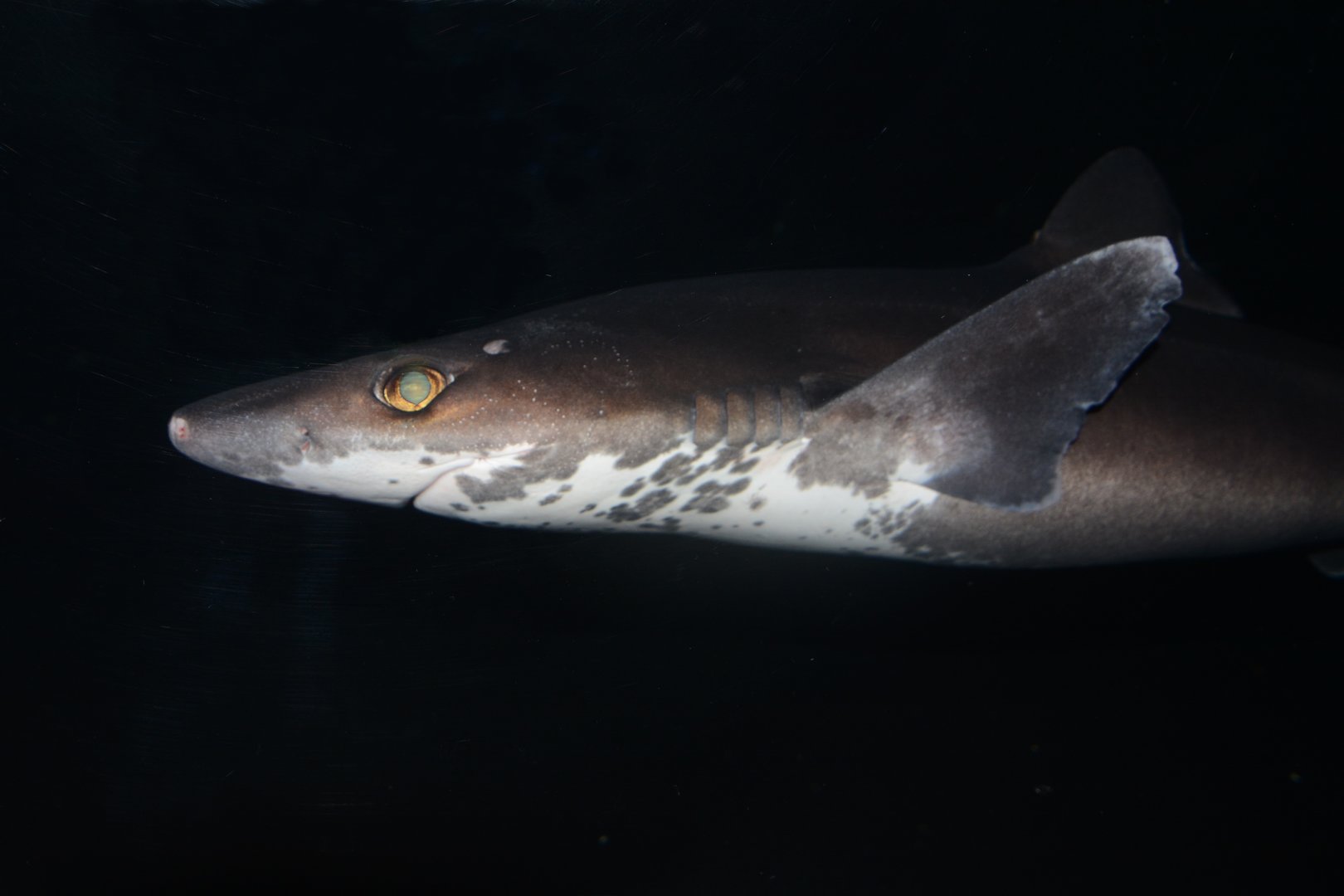 Pacific spiny dogfish (Squalus suckleyi)