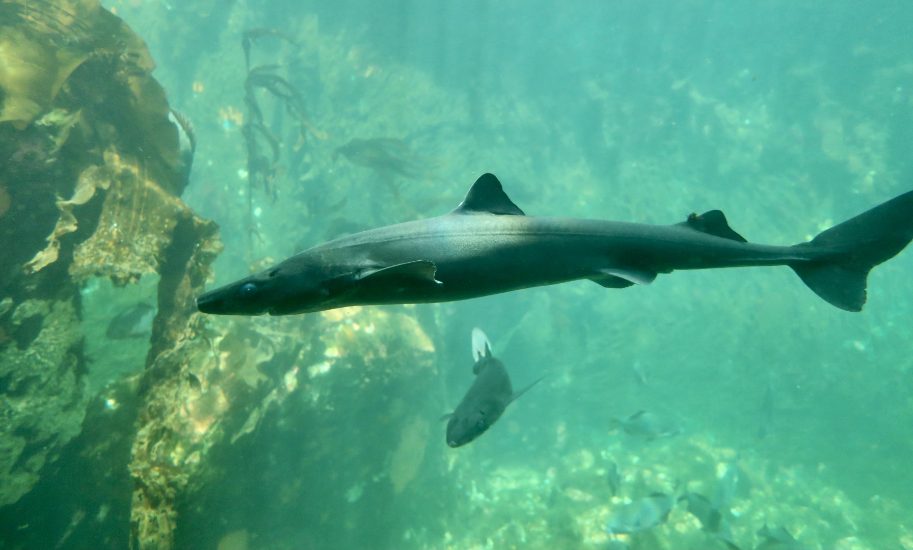 Pacific Spiny Dogfish (Squalus suckleyi)