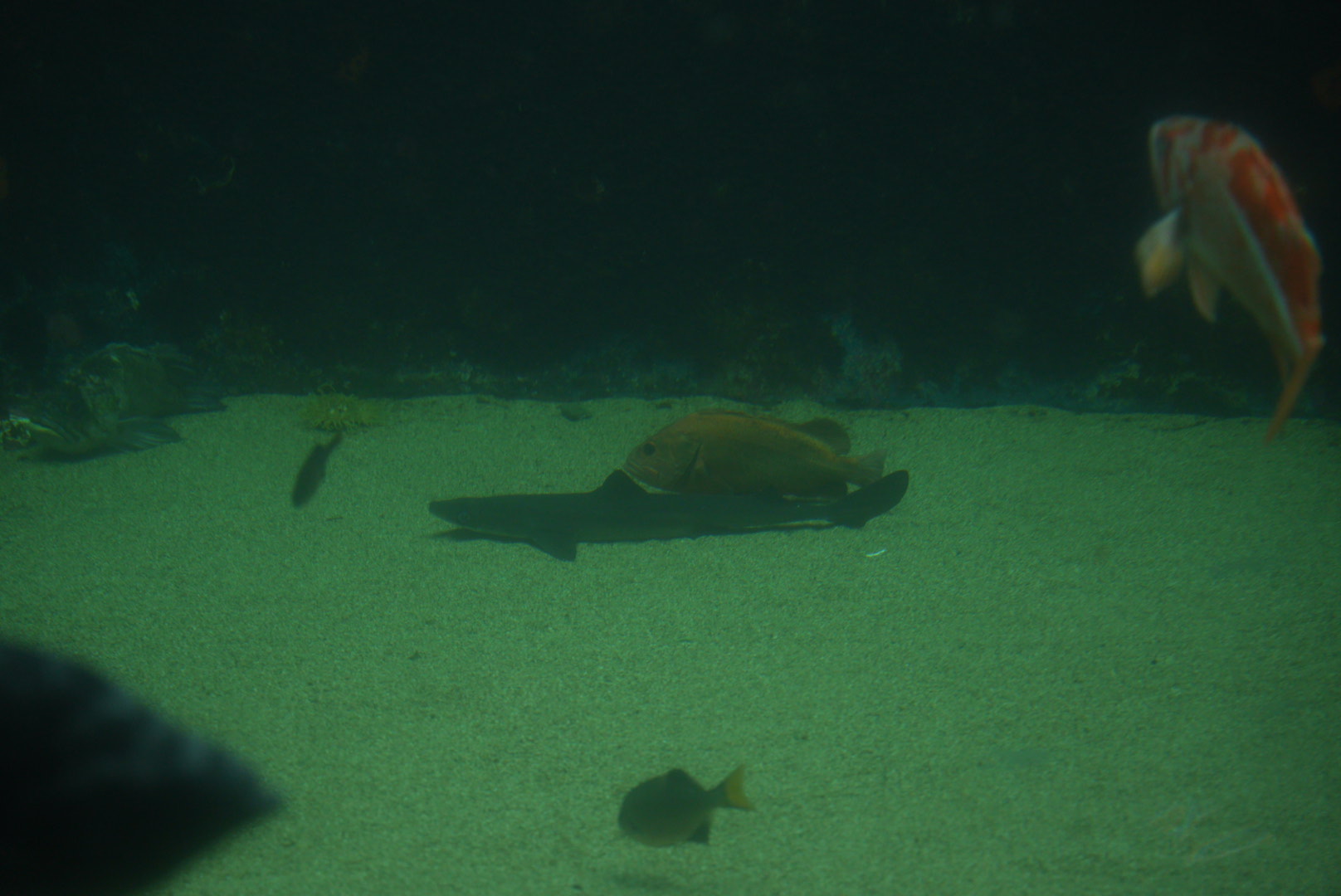 Pacific Spiny Dogfish