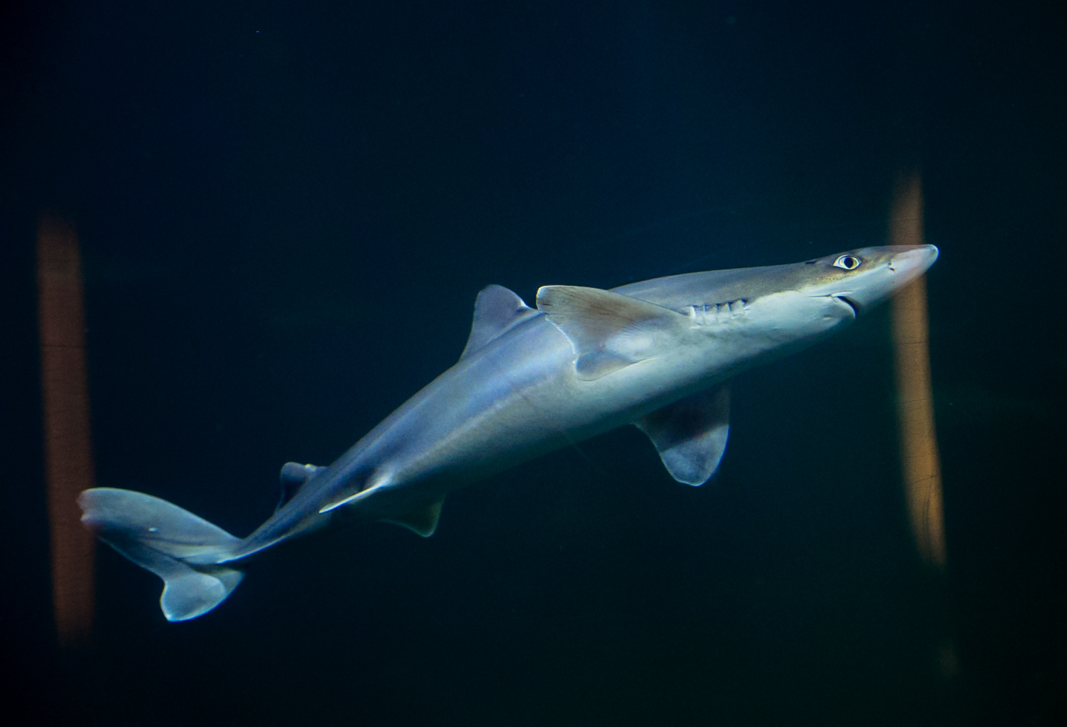 Pacific Spiny Dogfish