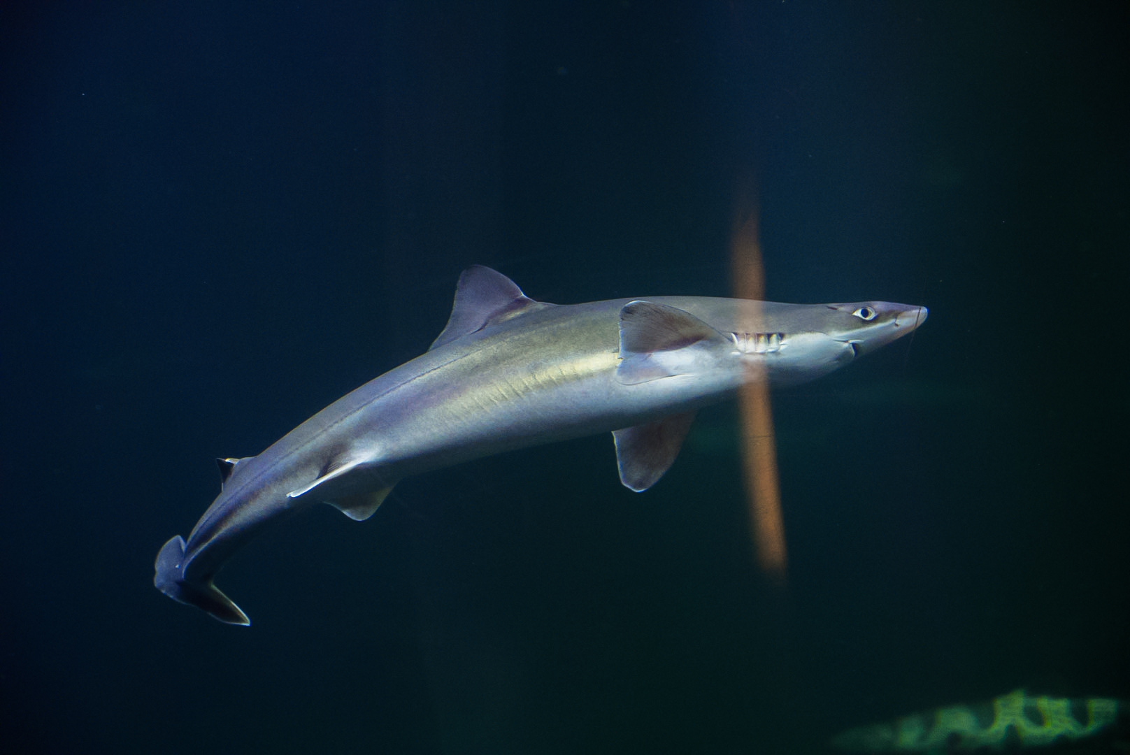 Pacific Spiny Dogfish