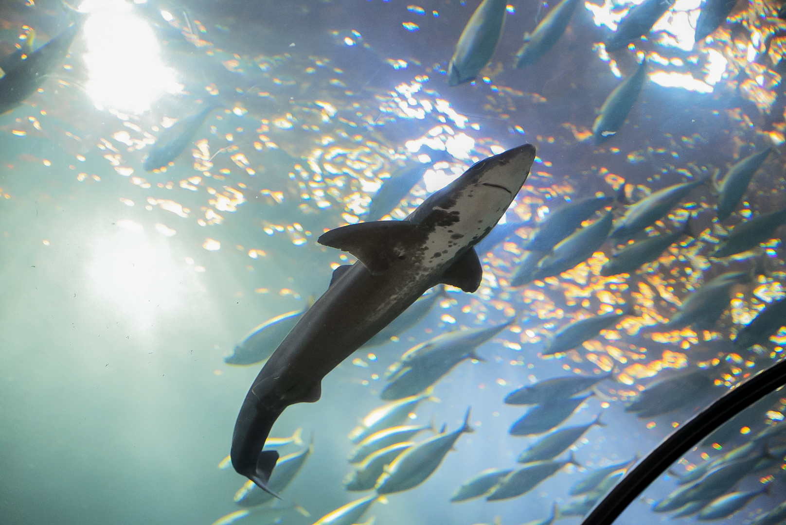 Pacific Spiny Dogfish