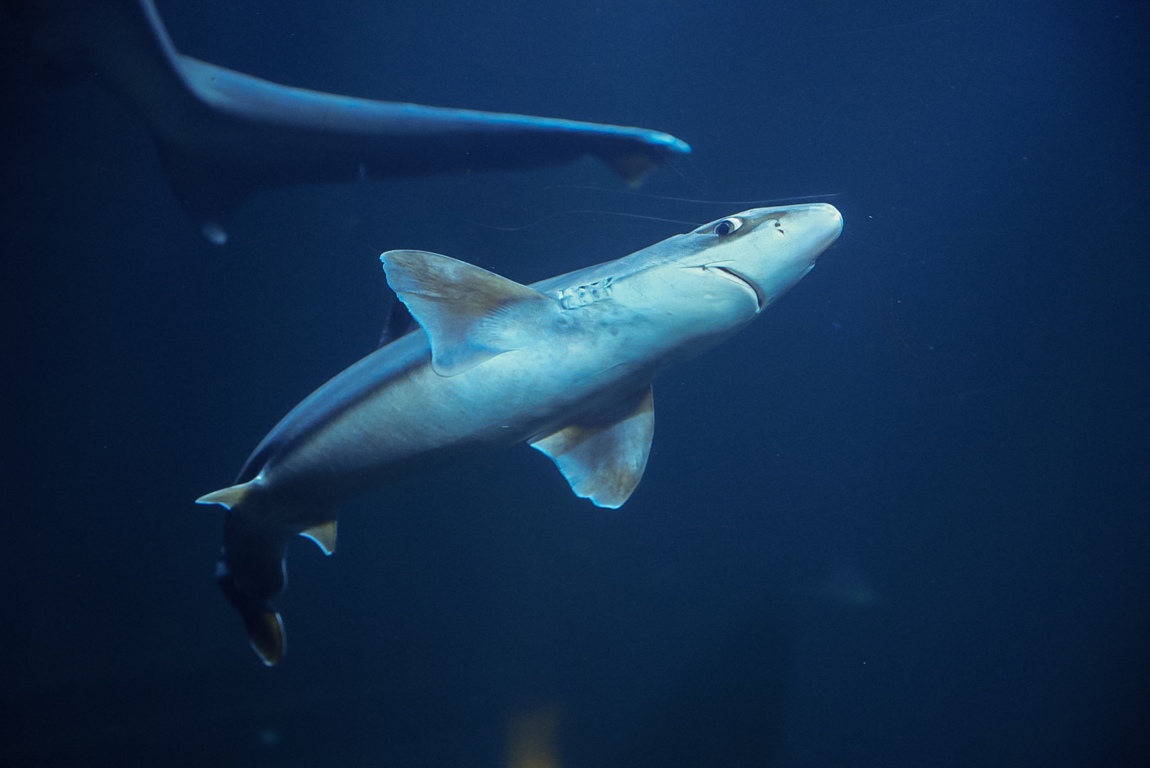 Pacific Spiny Dogfish