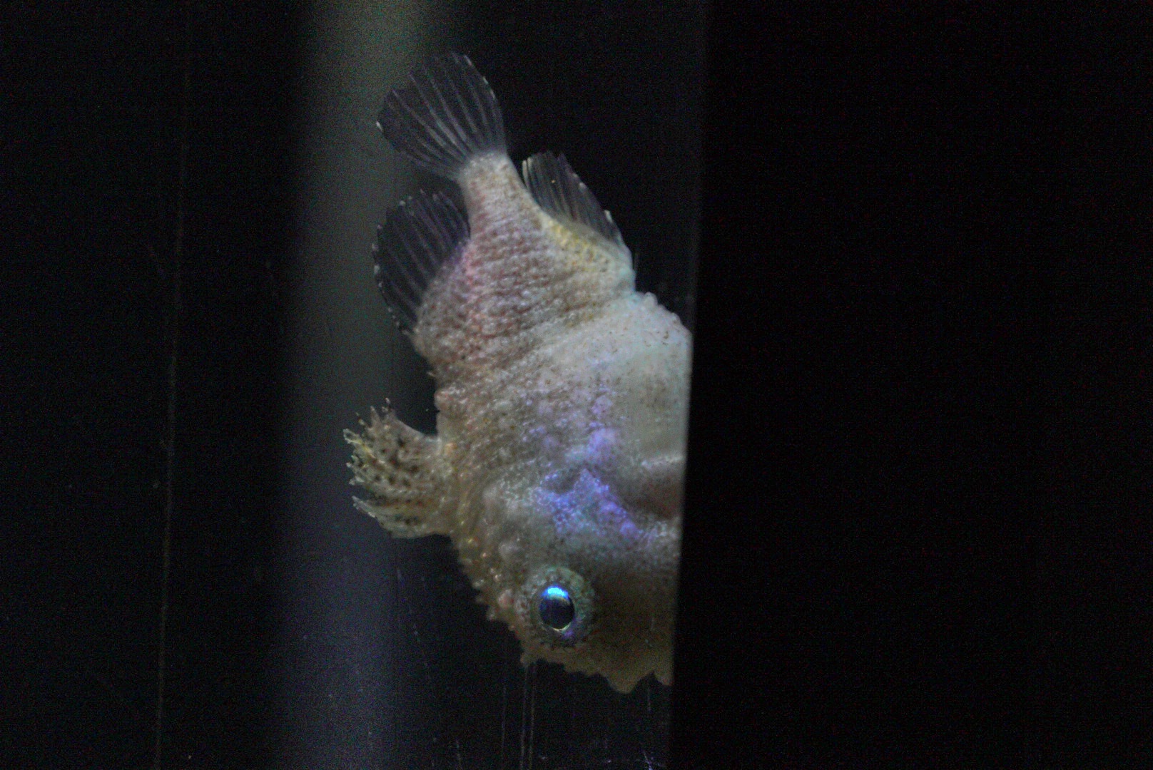 Pacific Spiny Lumpsucker (Eumicrotremus orbis)