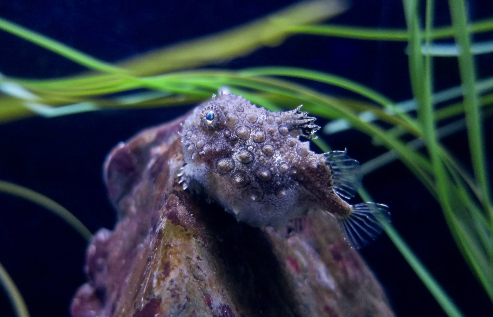 Pacific Spiny Lumpsucker (Eumicrotremus orbis)