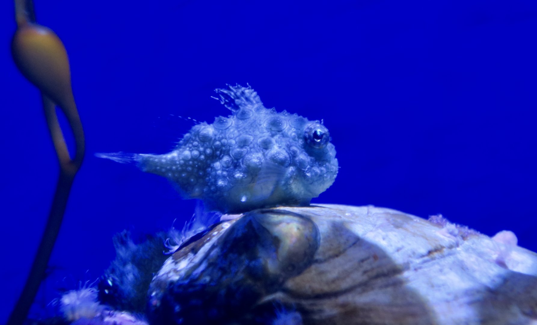 Pacific Spiny Lumpsucker (Eumicrotremus orbis)
