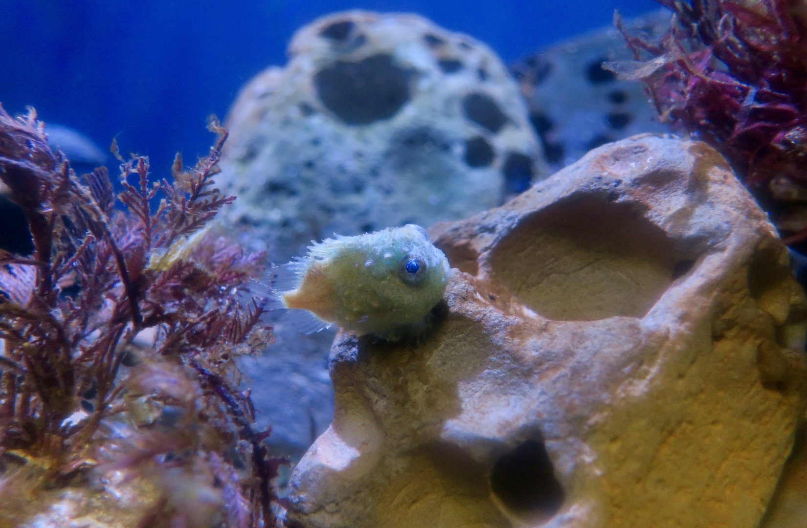 Pacific Spiny Lumpsucker (Eumicrotremus orbis)