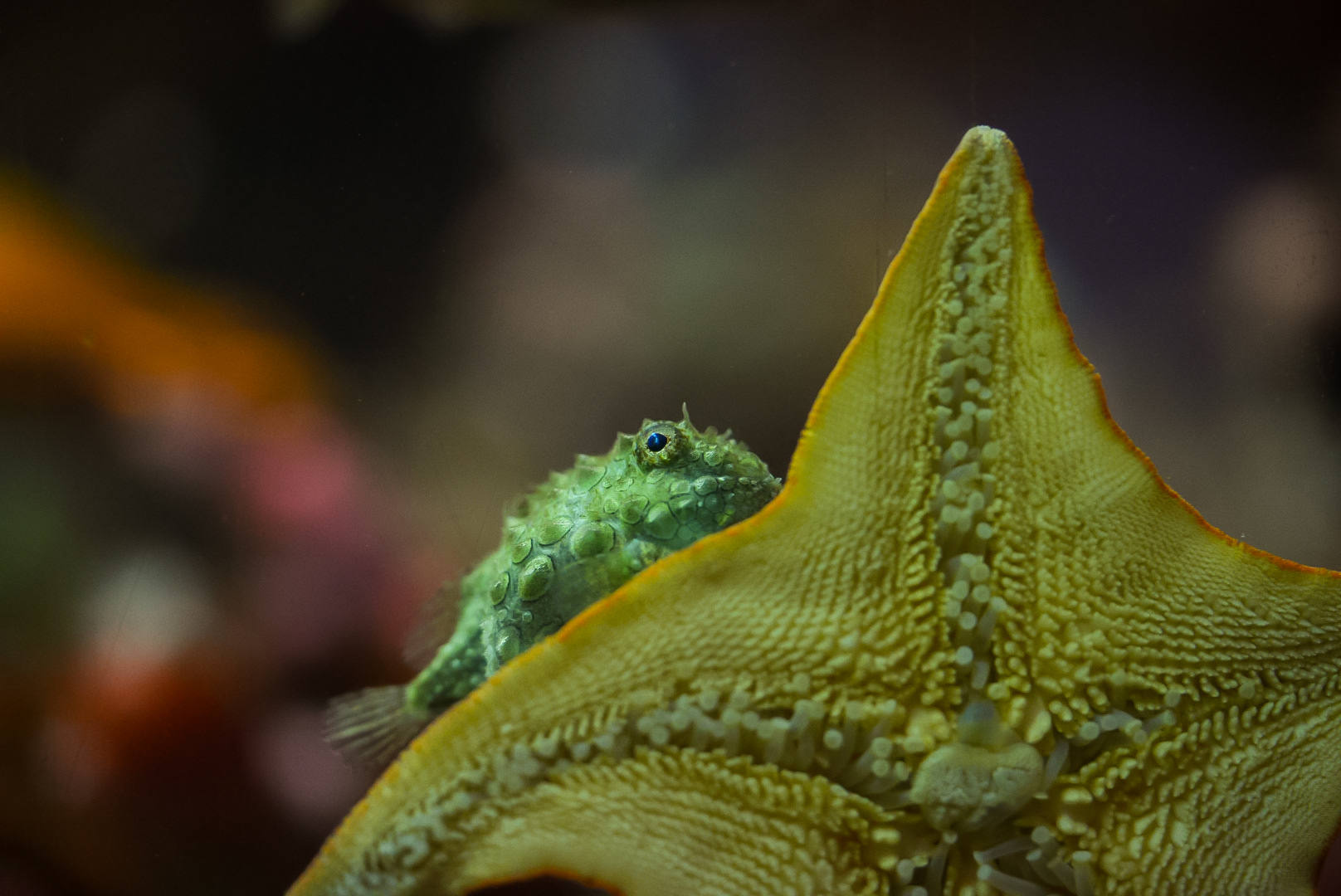Pacific Spiny Lumpsucker on a Bat Star