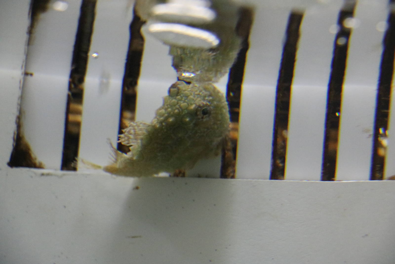 Pacific spiny lumpsucker - Tokyo Sea Life Park, February 2016