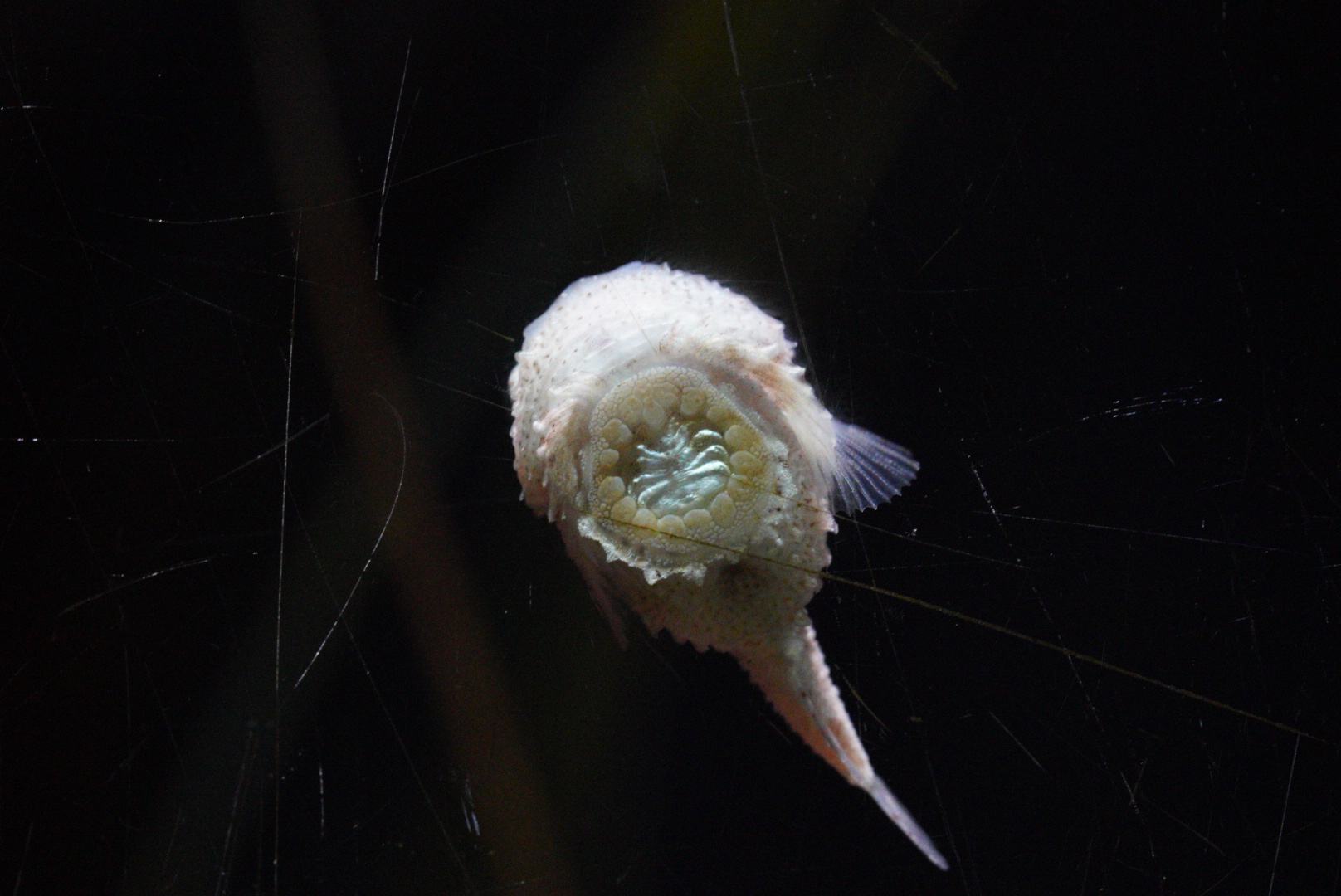 Pacific Spiny Lumpsucker