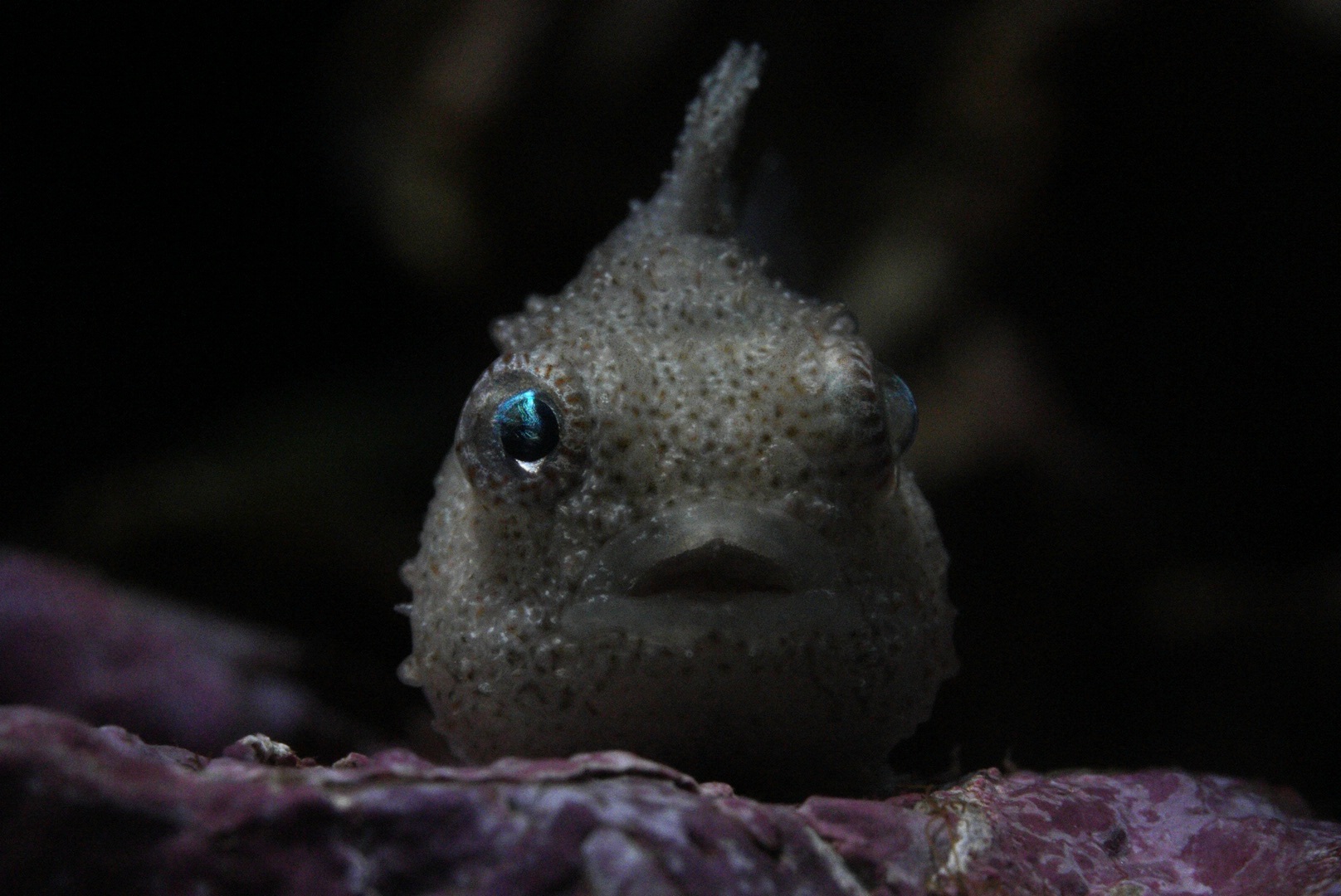 Pacific Spiny Lumpsucker