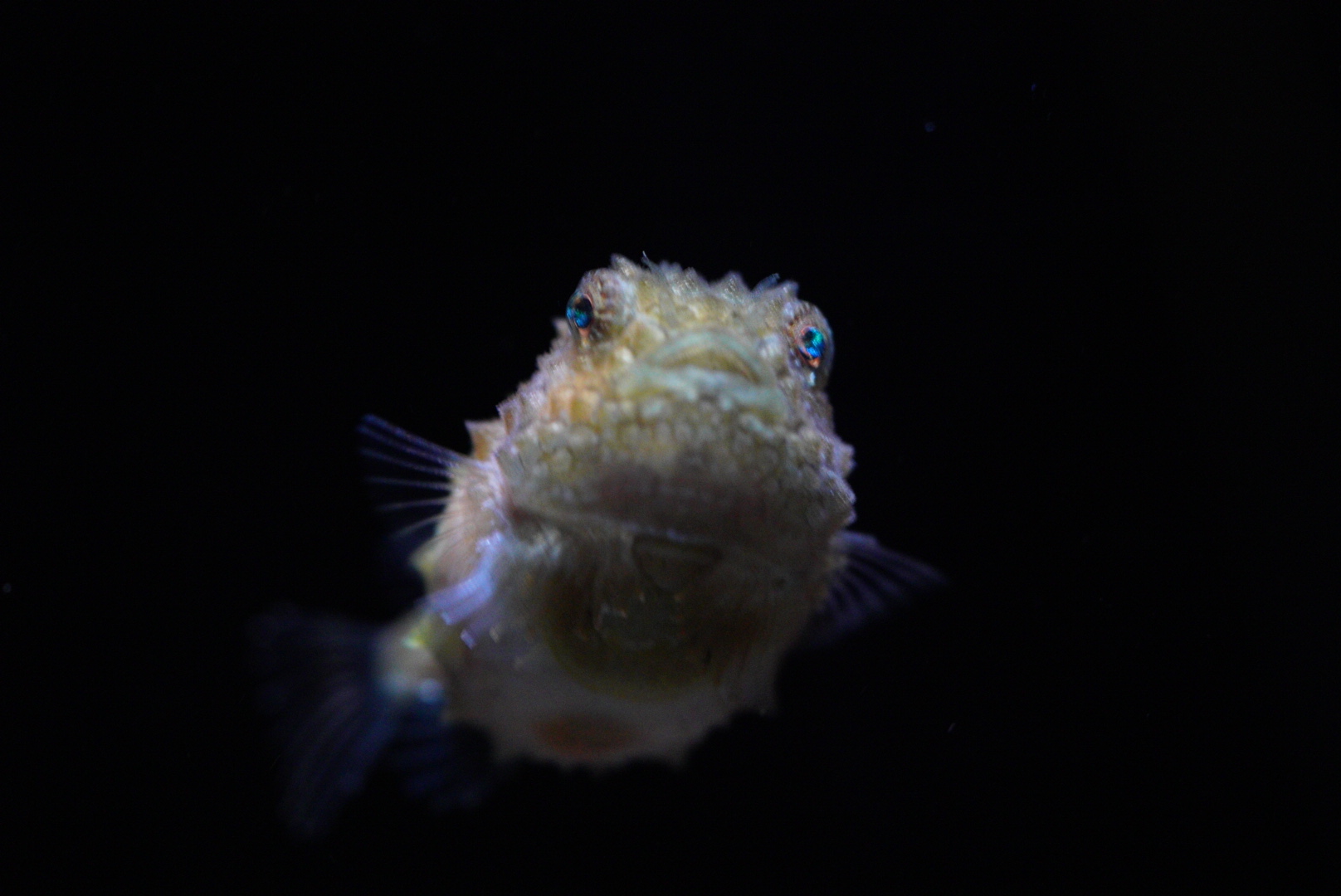 Pacific Spiny Lumpsucker