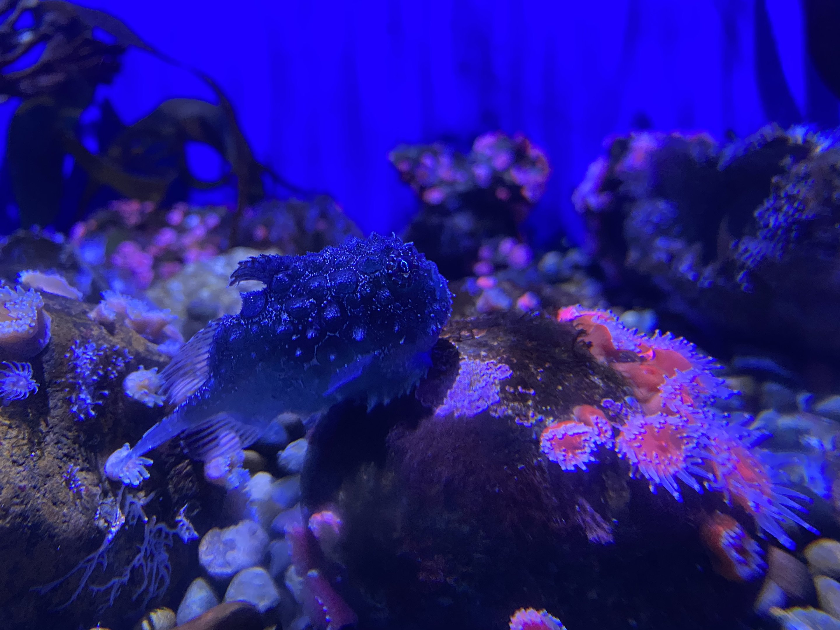 Pacific Spiny Lumpsucker