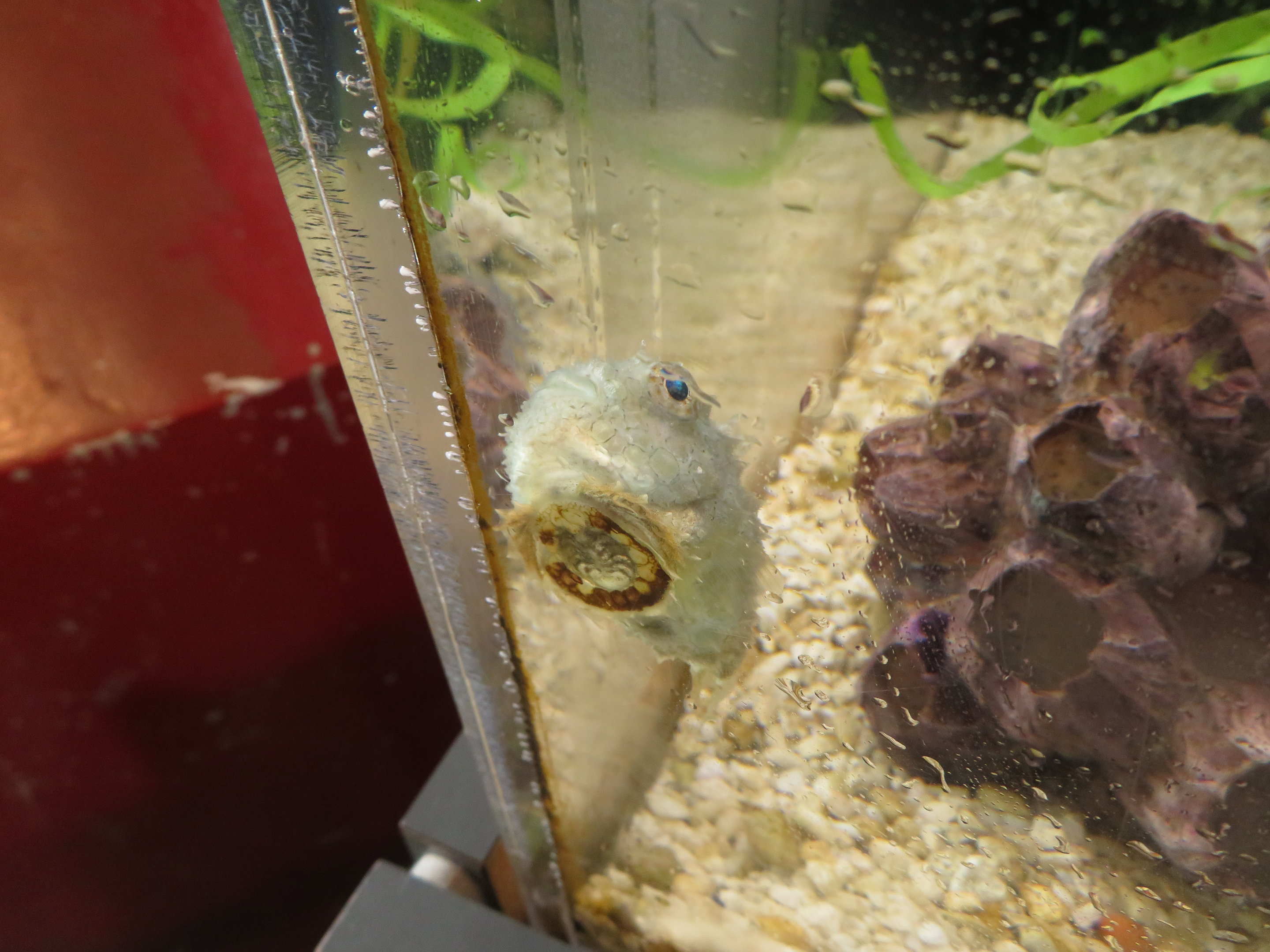 Pacific Spiny Lumpsucker