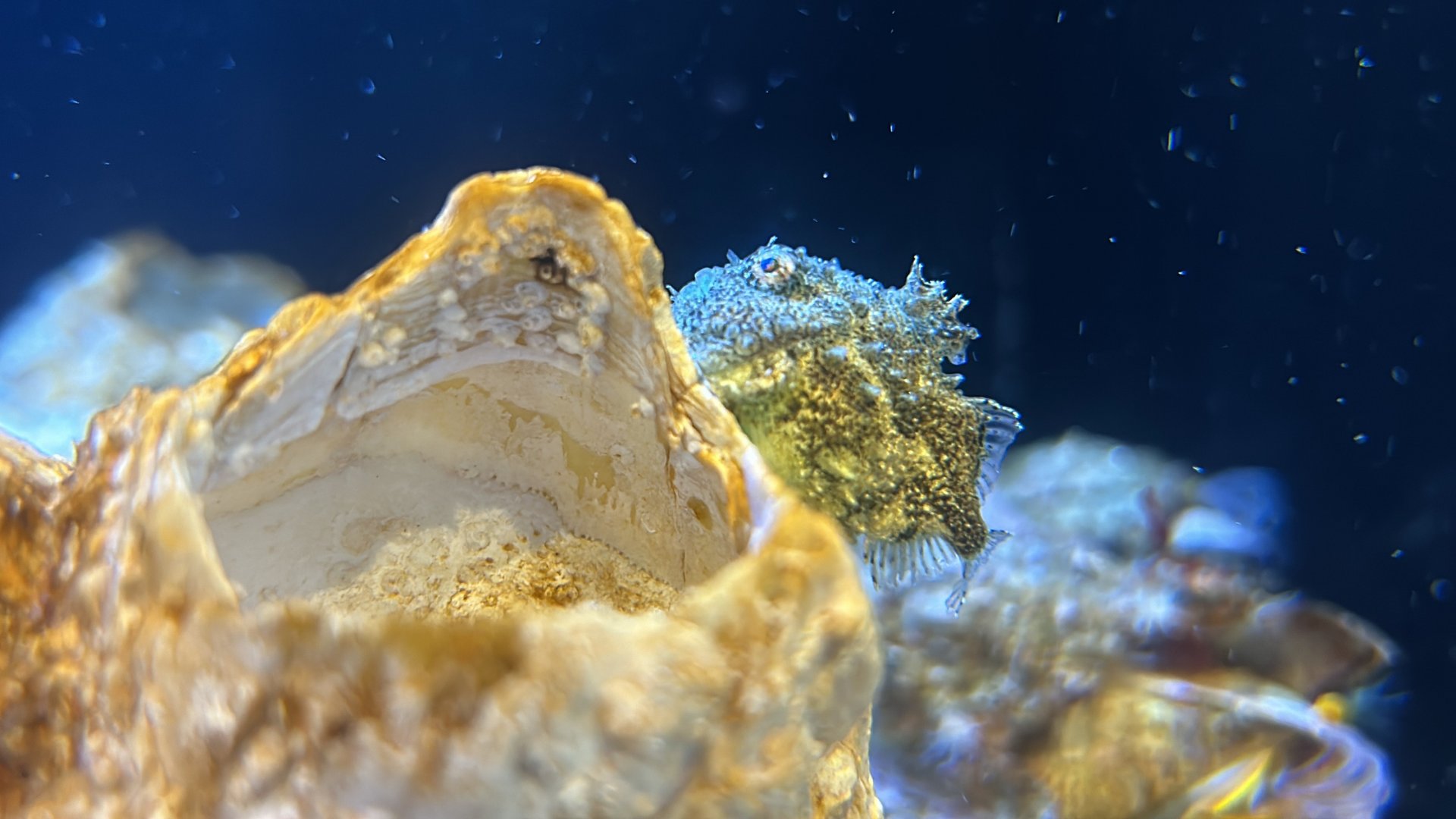 Pacific Spiny Lumpsucker