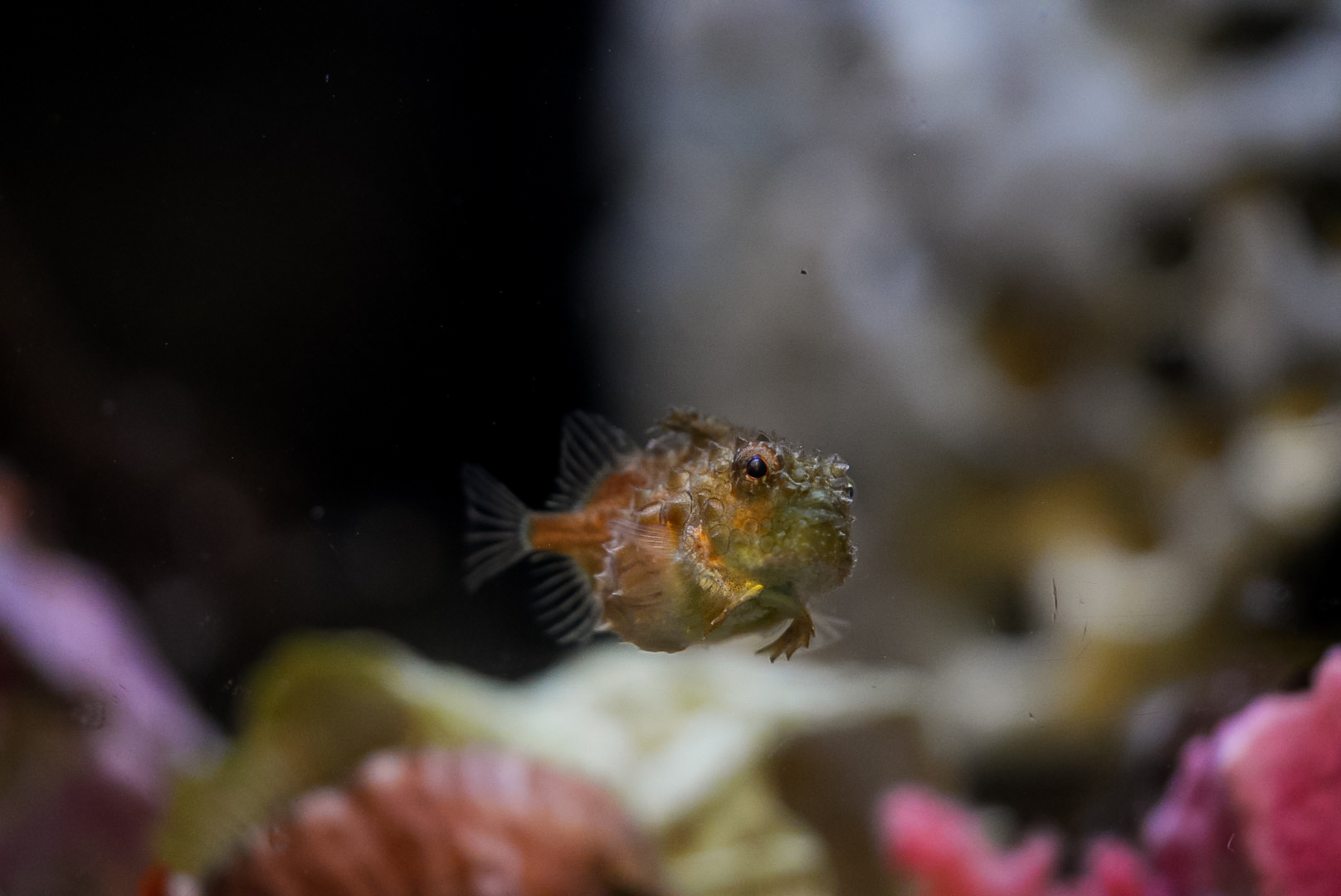 Pacific Spiny Lumpsucker