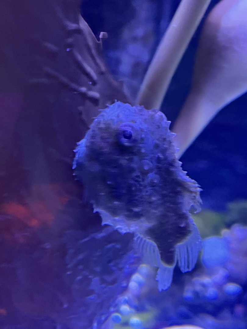 Pacific Spiny  Lumpsucker