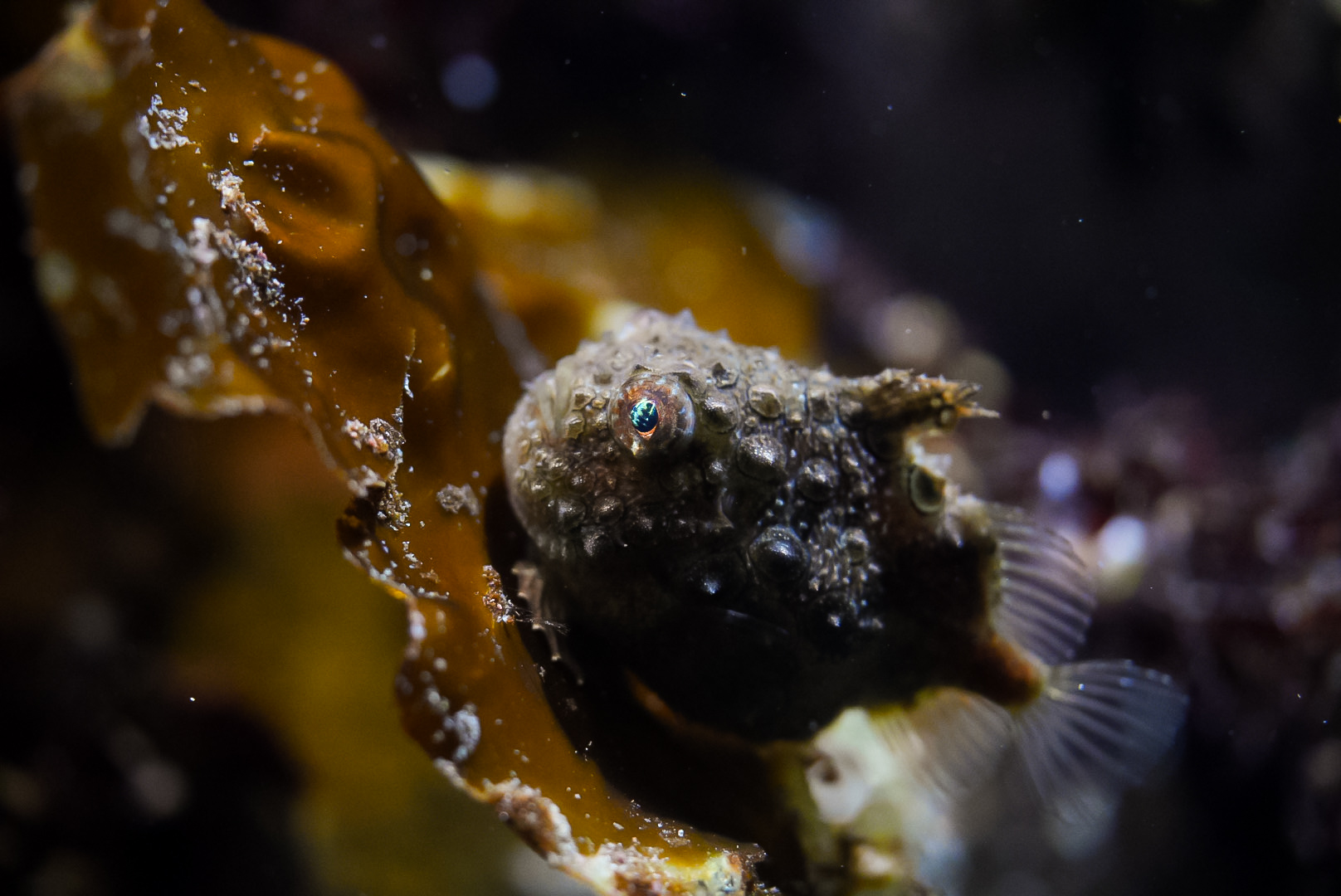 Pacific Spiny Lumpsucker