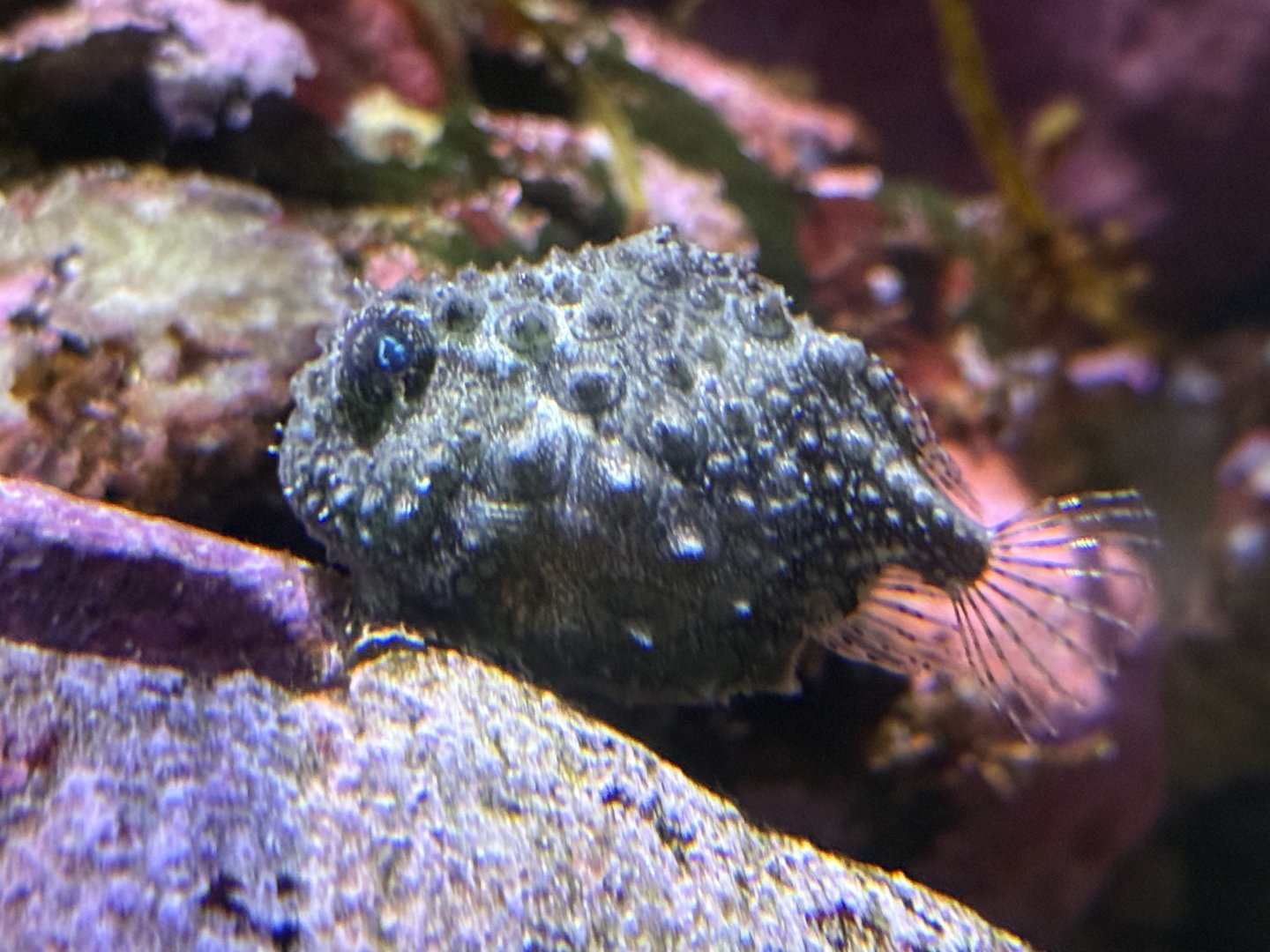 Pacific spiny lumpsucker