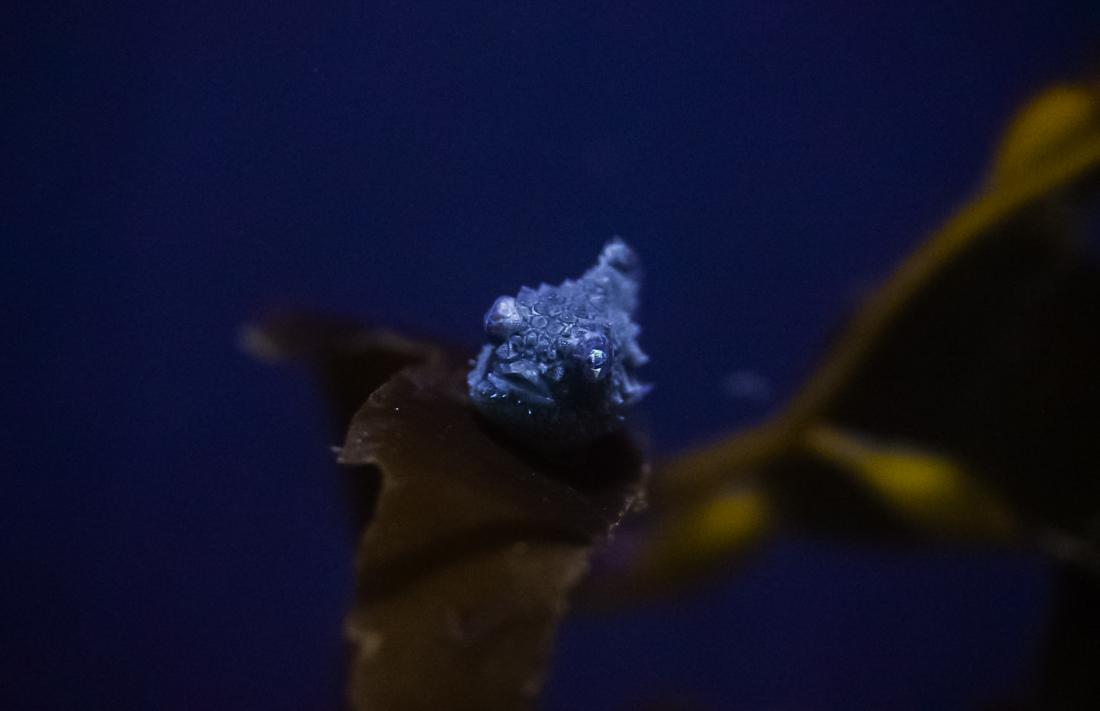 Pacific Spiny Lumpsucker