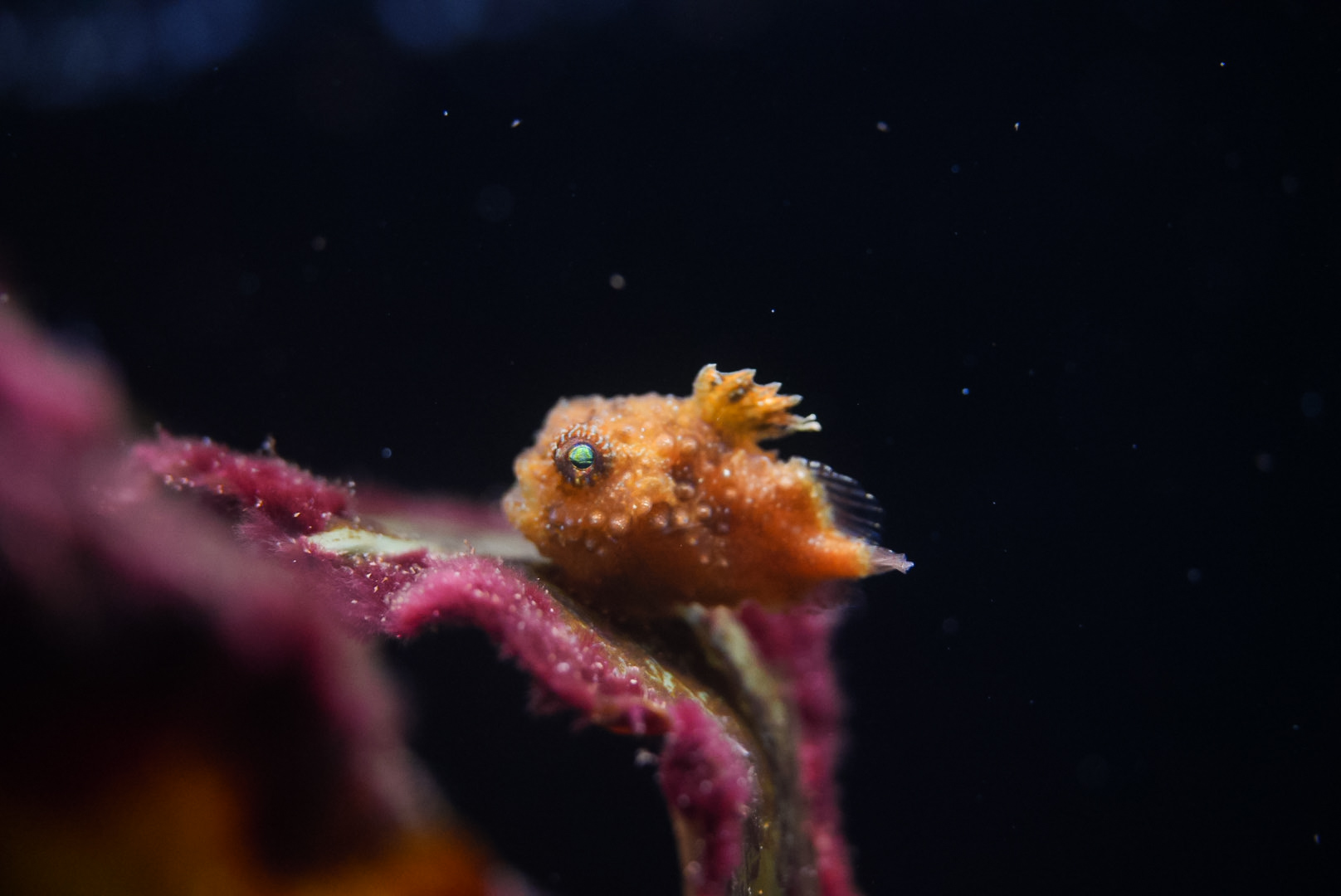 Pacific Spiny Lumpsucker