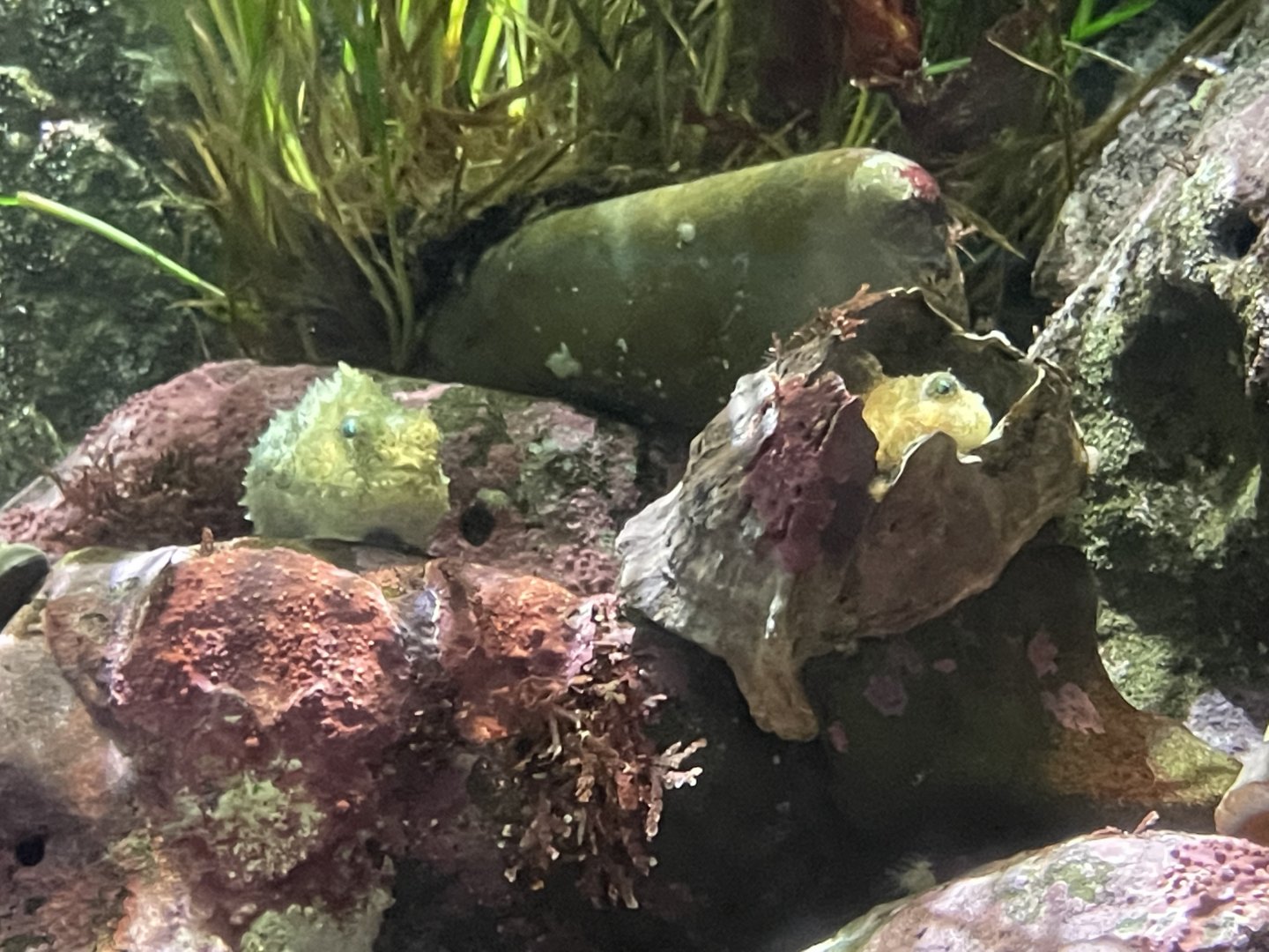 pacific spiny lumpsuckers