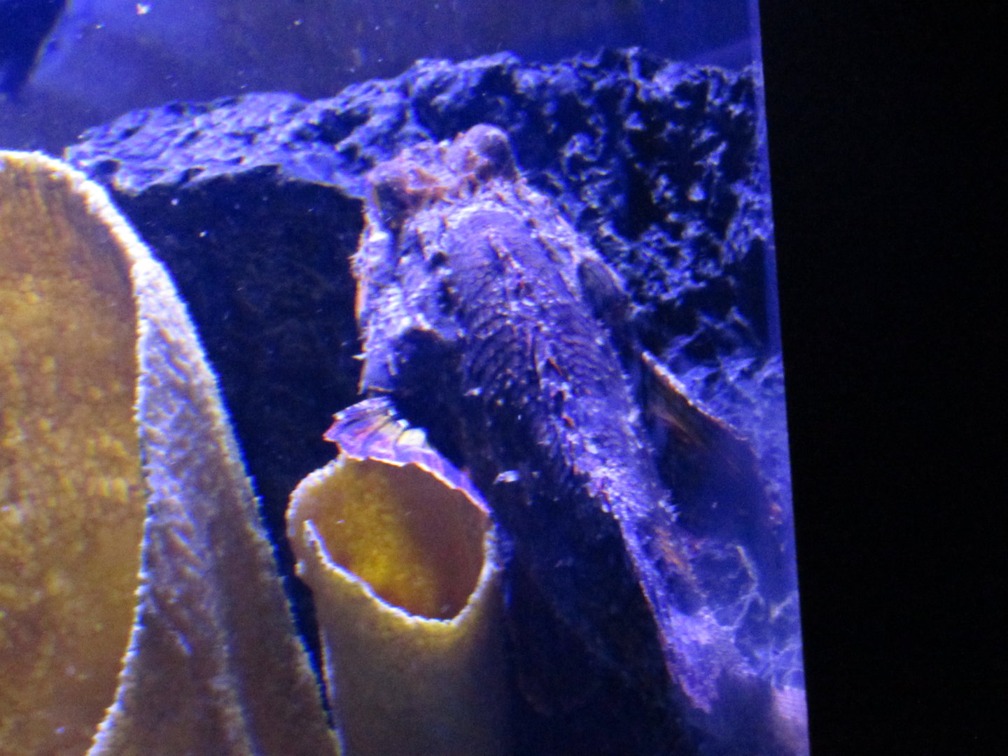 Pacific spotted scorpionfish