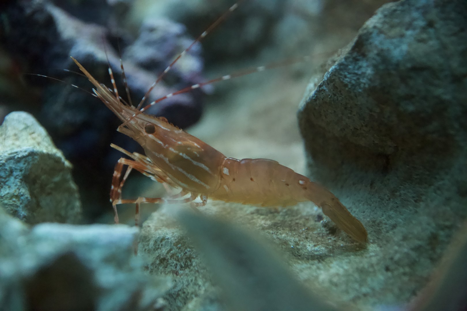 Pacific Spotted Shrimp/ Pandalus platyceros