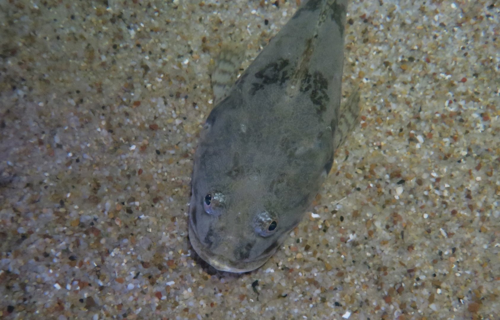 Pacific Staghorn Sculpin (Leptocottus armatus)