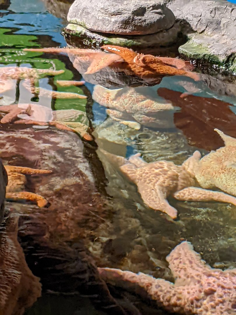 Pacific Starfish - Polar Playground